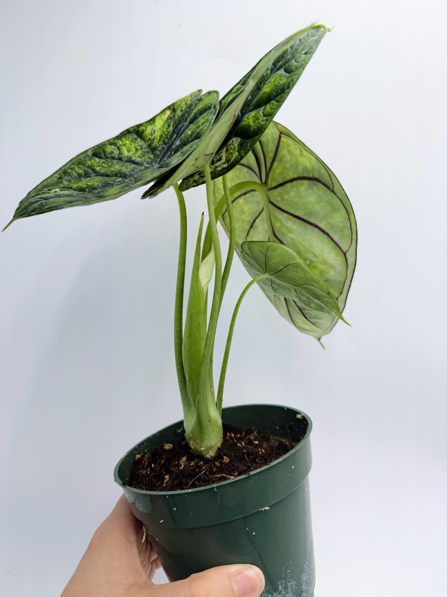 Alocasia Dragon Scale Mint