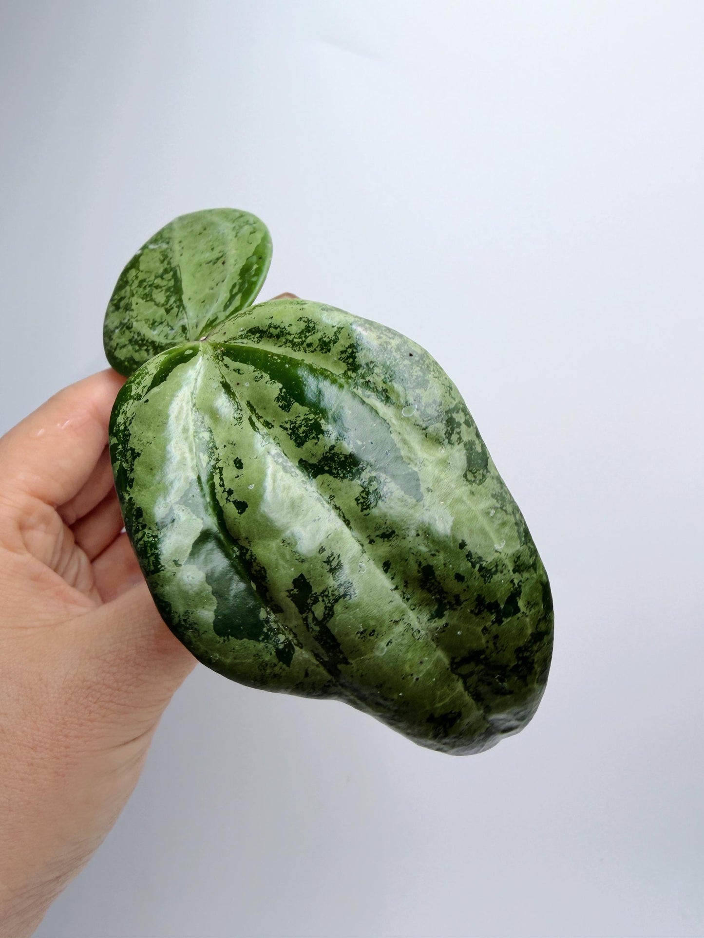 Hoya Michele Silver/Splash