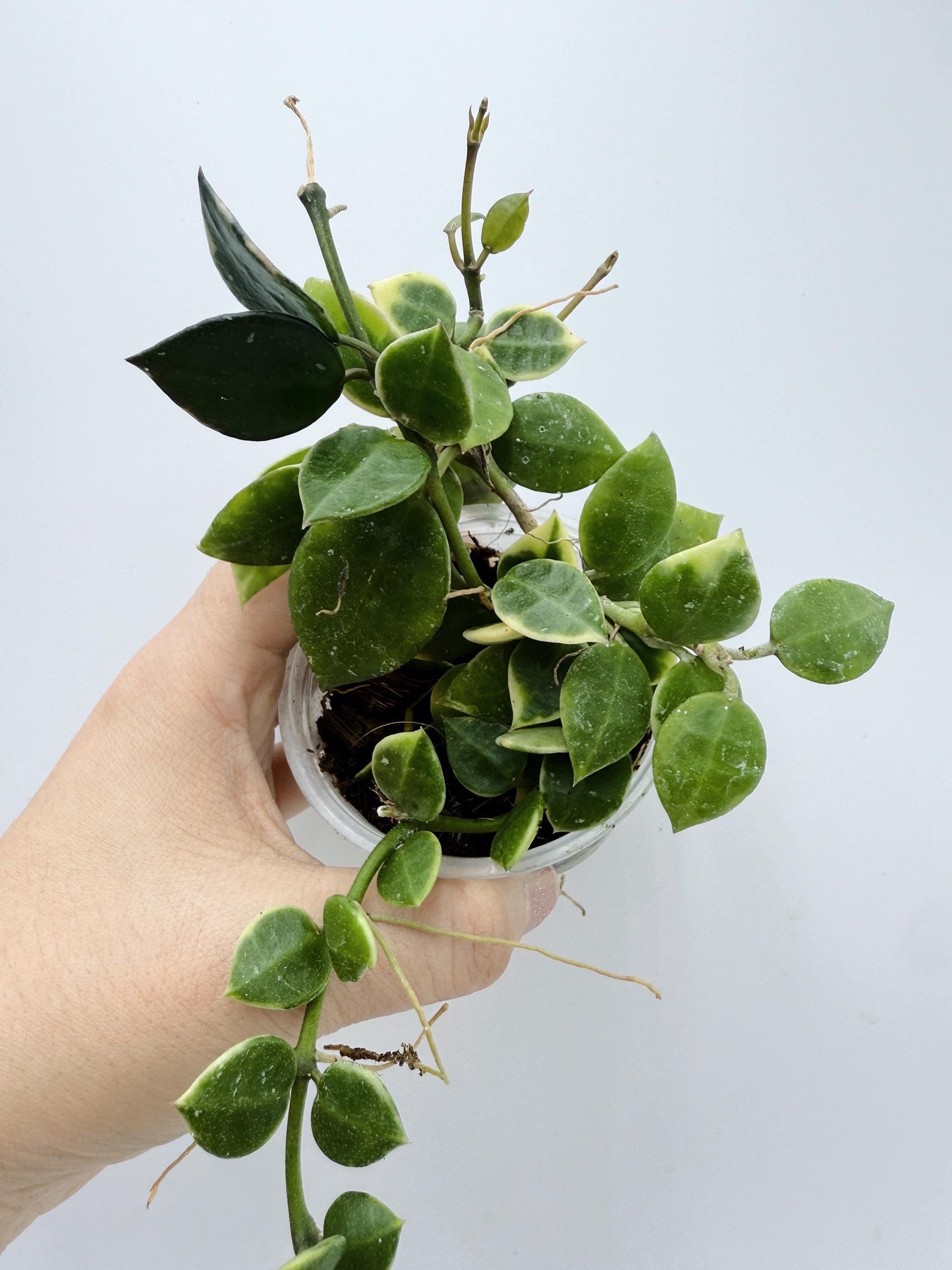 Hoya Lacunosa Asami Clone 2