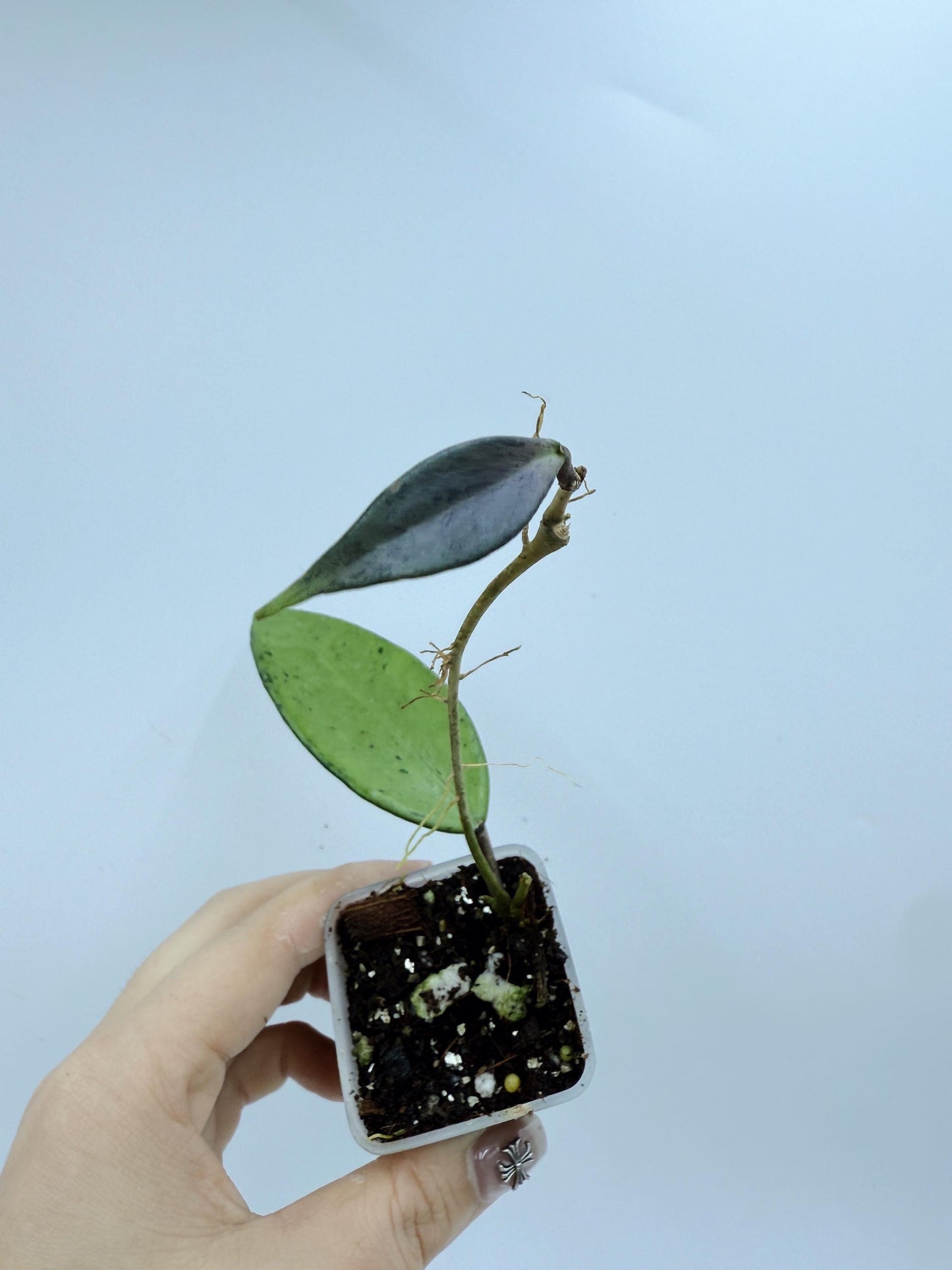 Hoya Snow Cui Silver