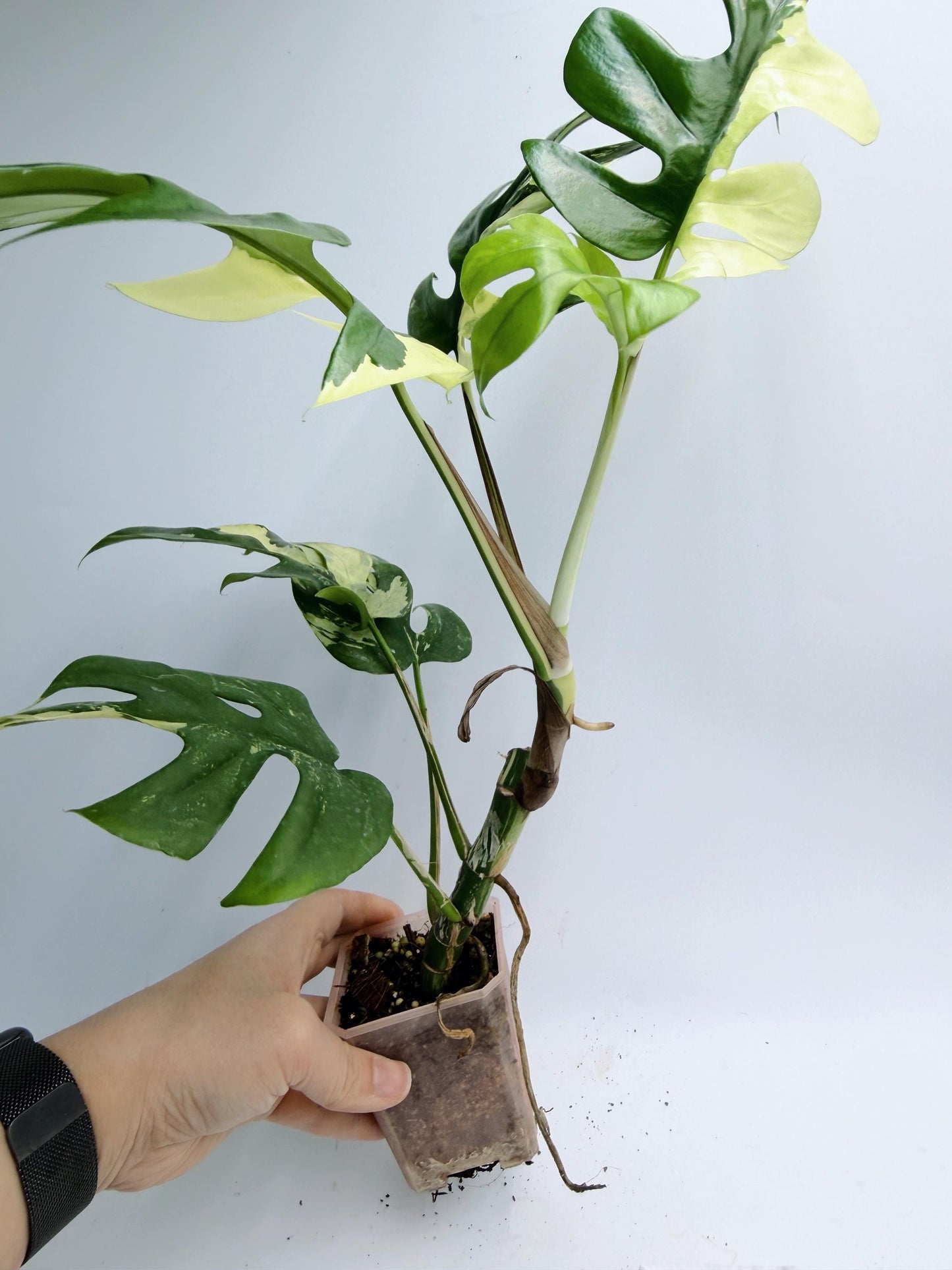 Rhaphidophora Tetrasperma Variegated