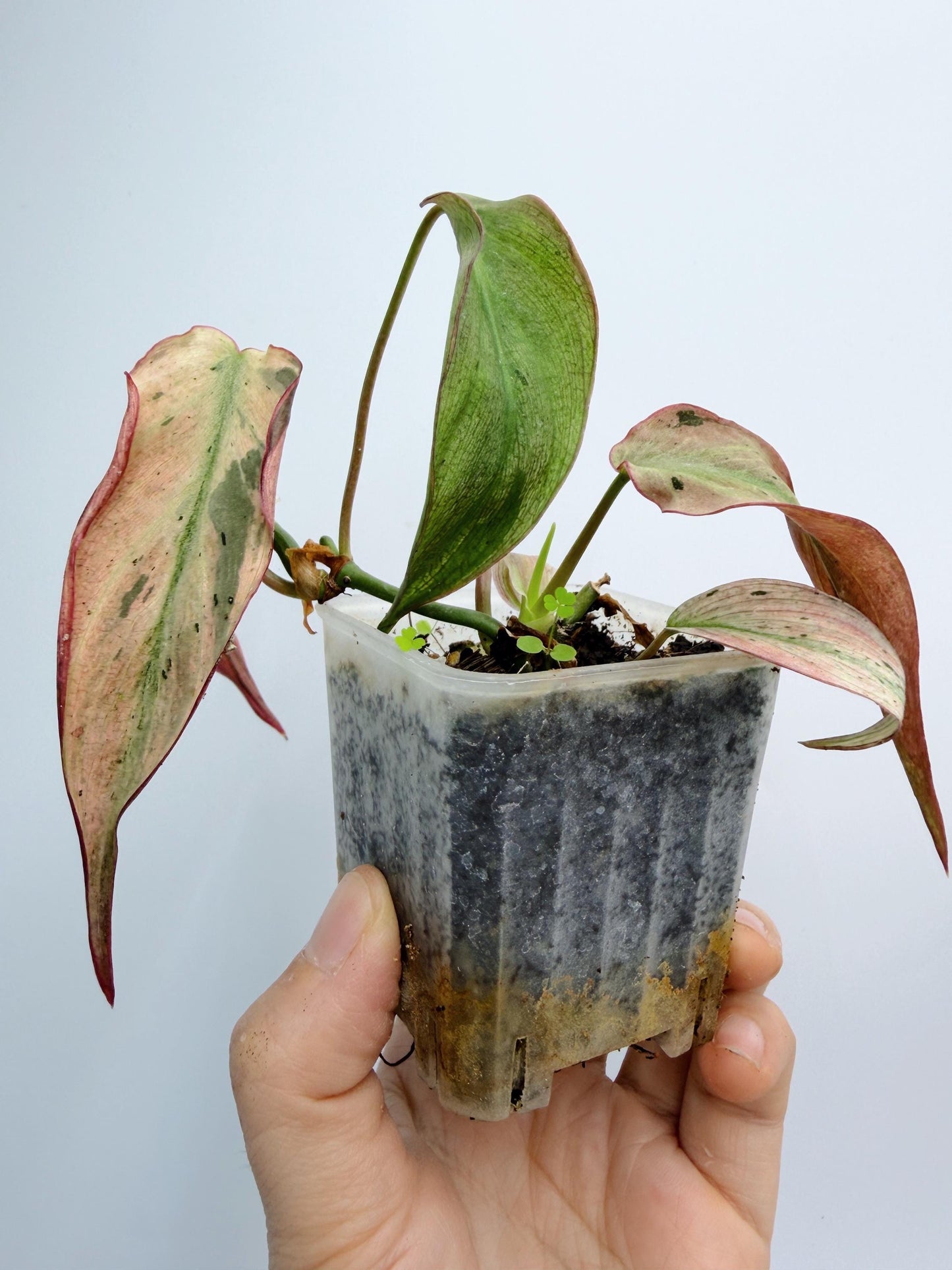 Philodendron Mican Mint Variegated