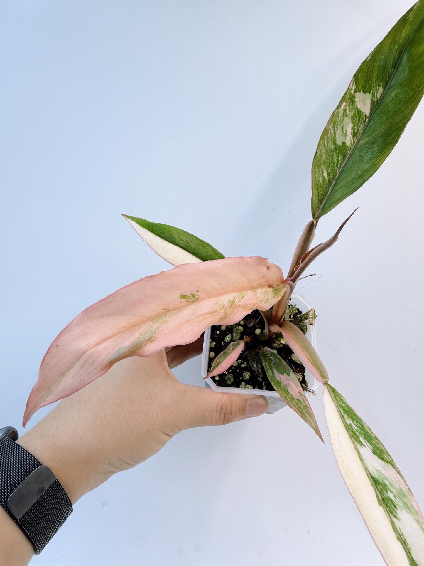 Philodendron Caramel Marble