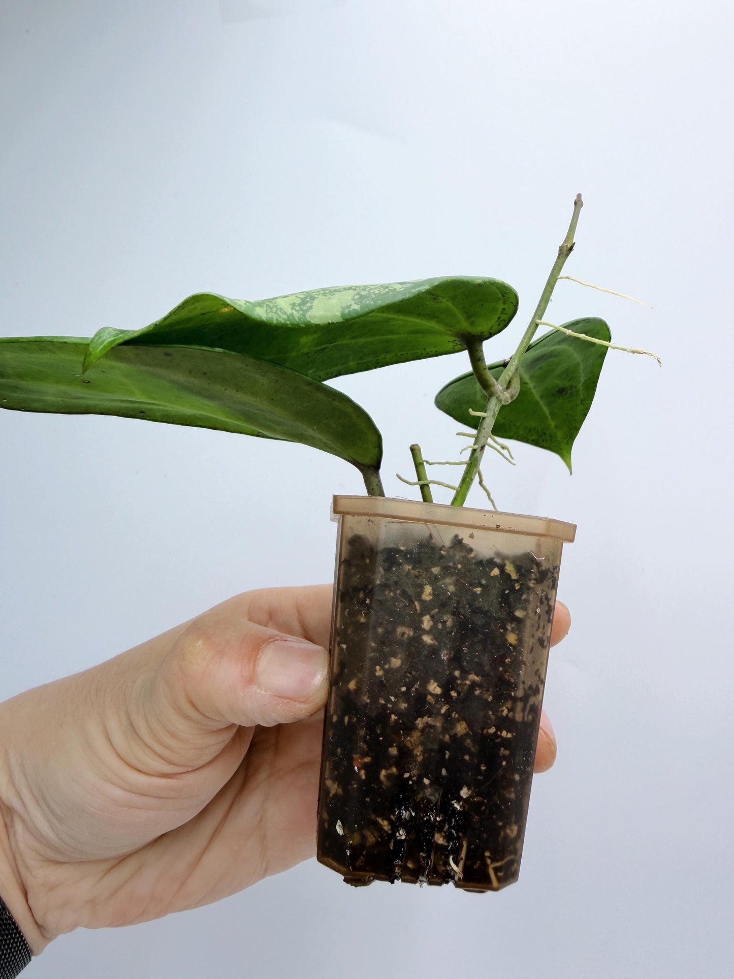 Hoya Michele Silver/Splash