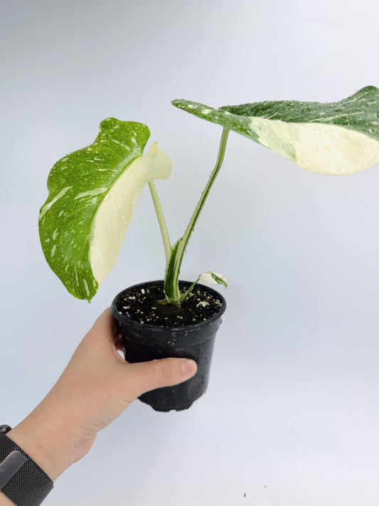 Monstera Thai Constellation
