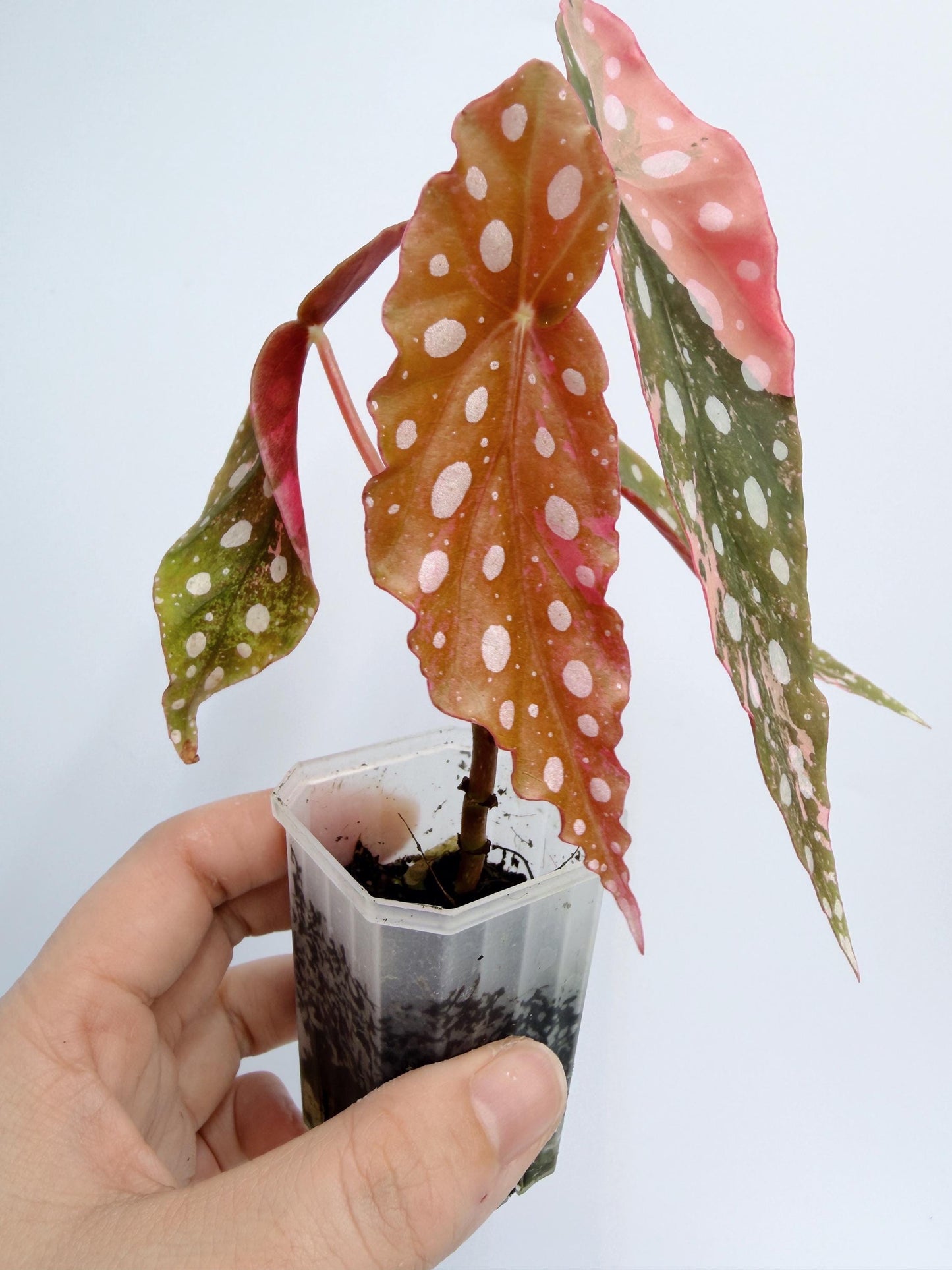 Begonia Maculata Pink Variegated