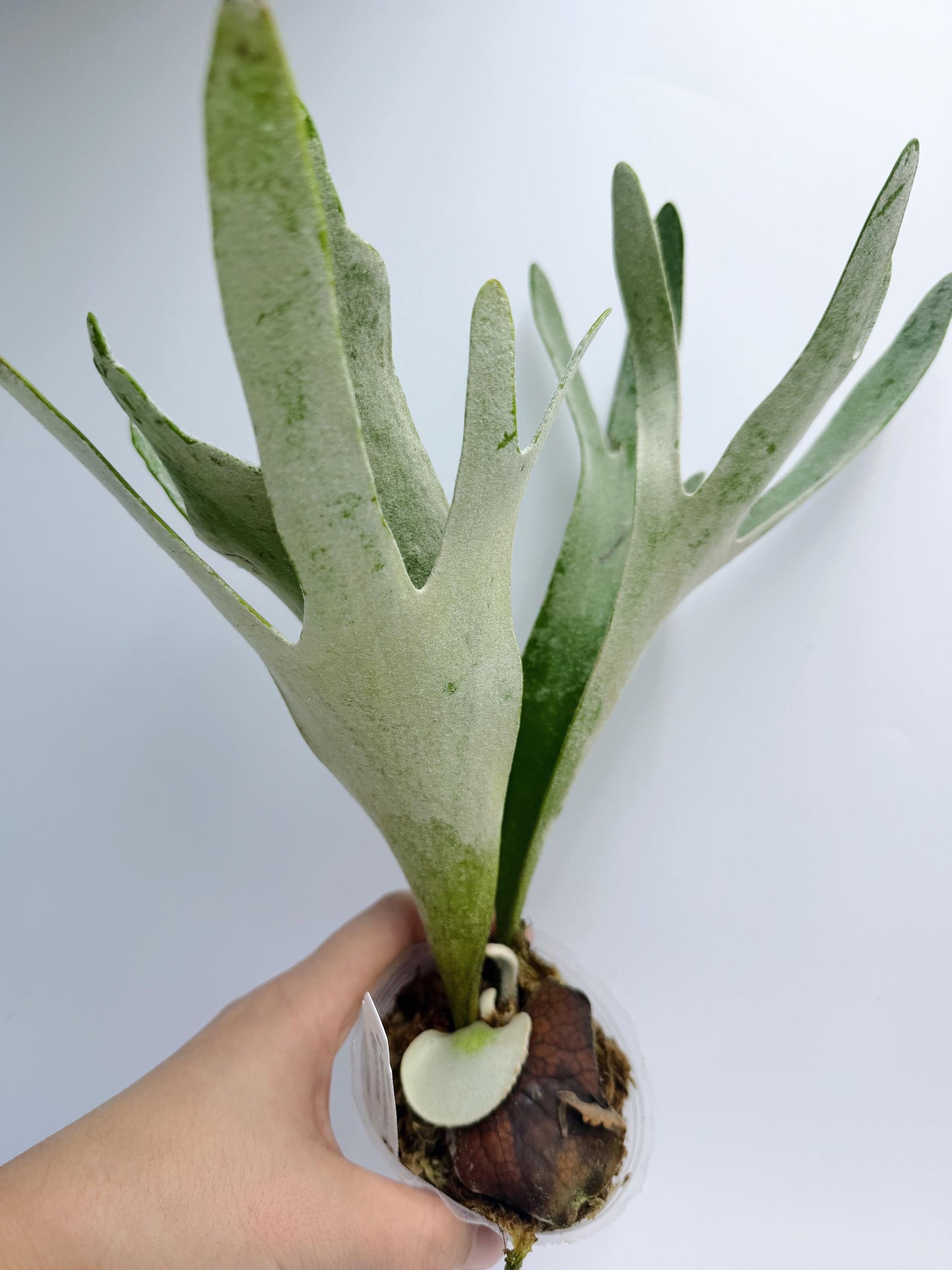 Platycerium Redleyi 'fine stem'