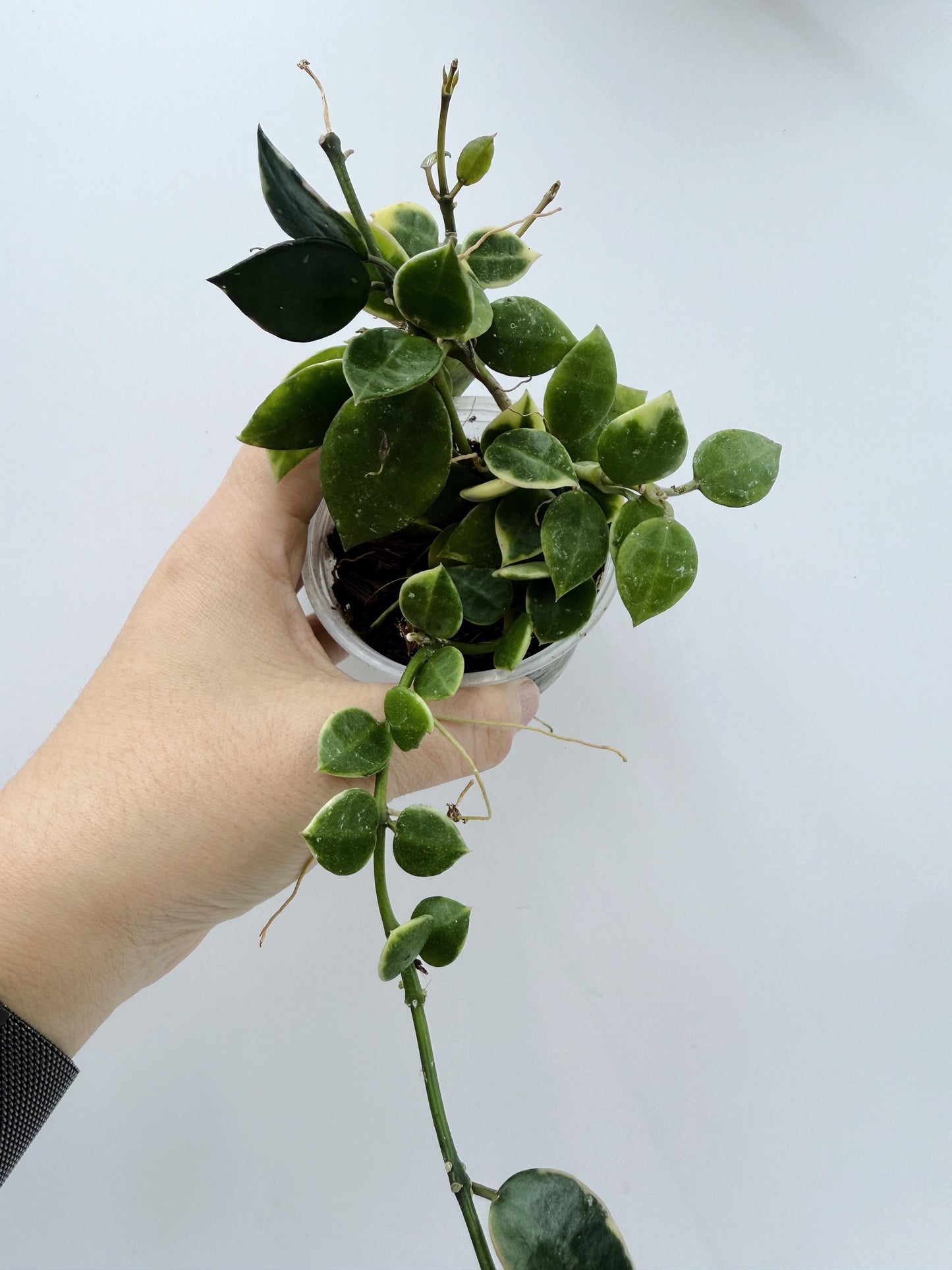 Hoya Lacunosa Asami Clone 2