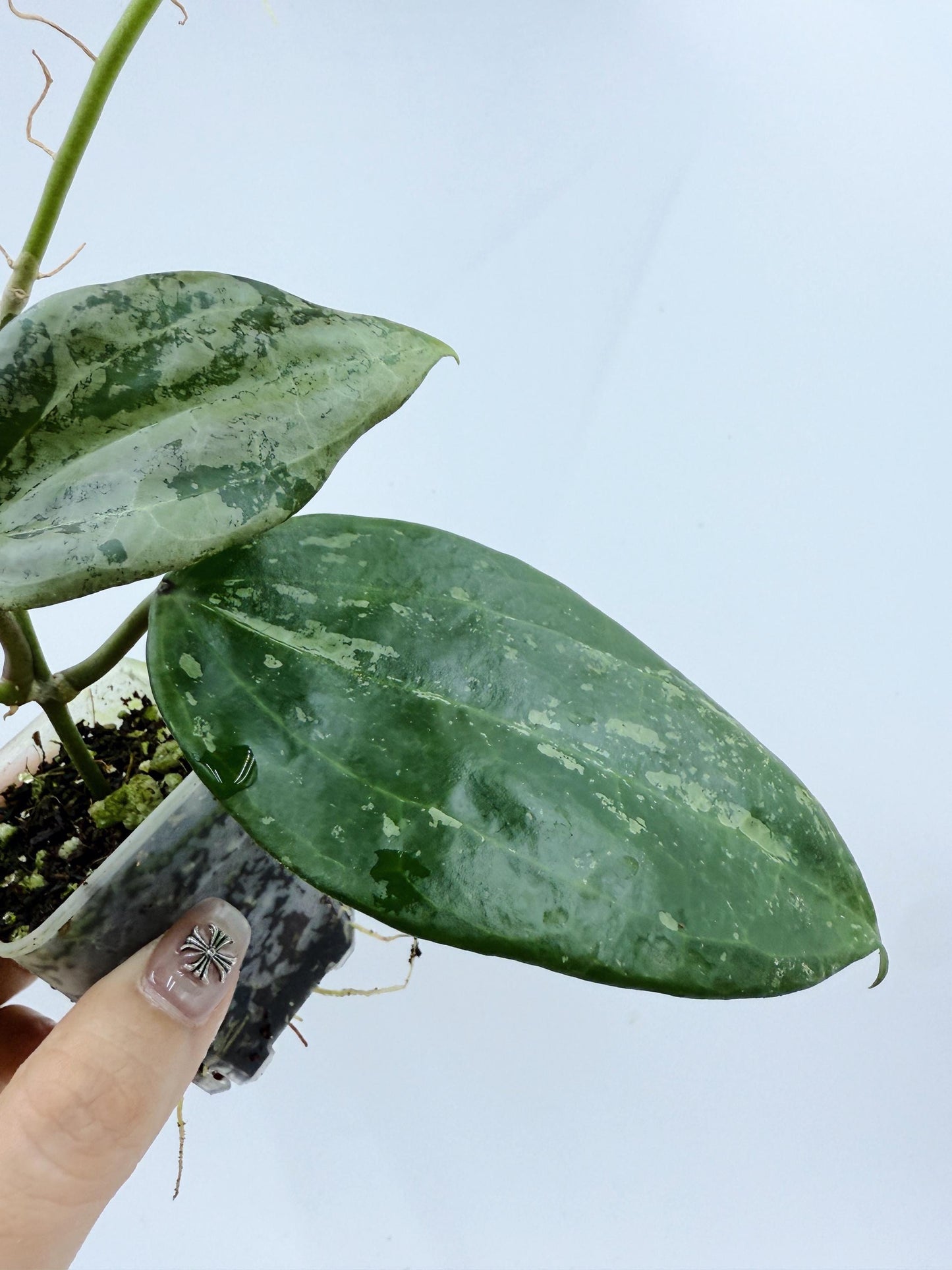 Hoya Michele Silver/Splash