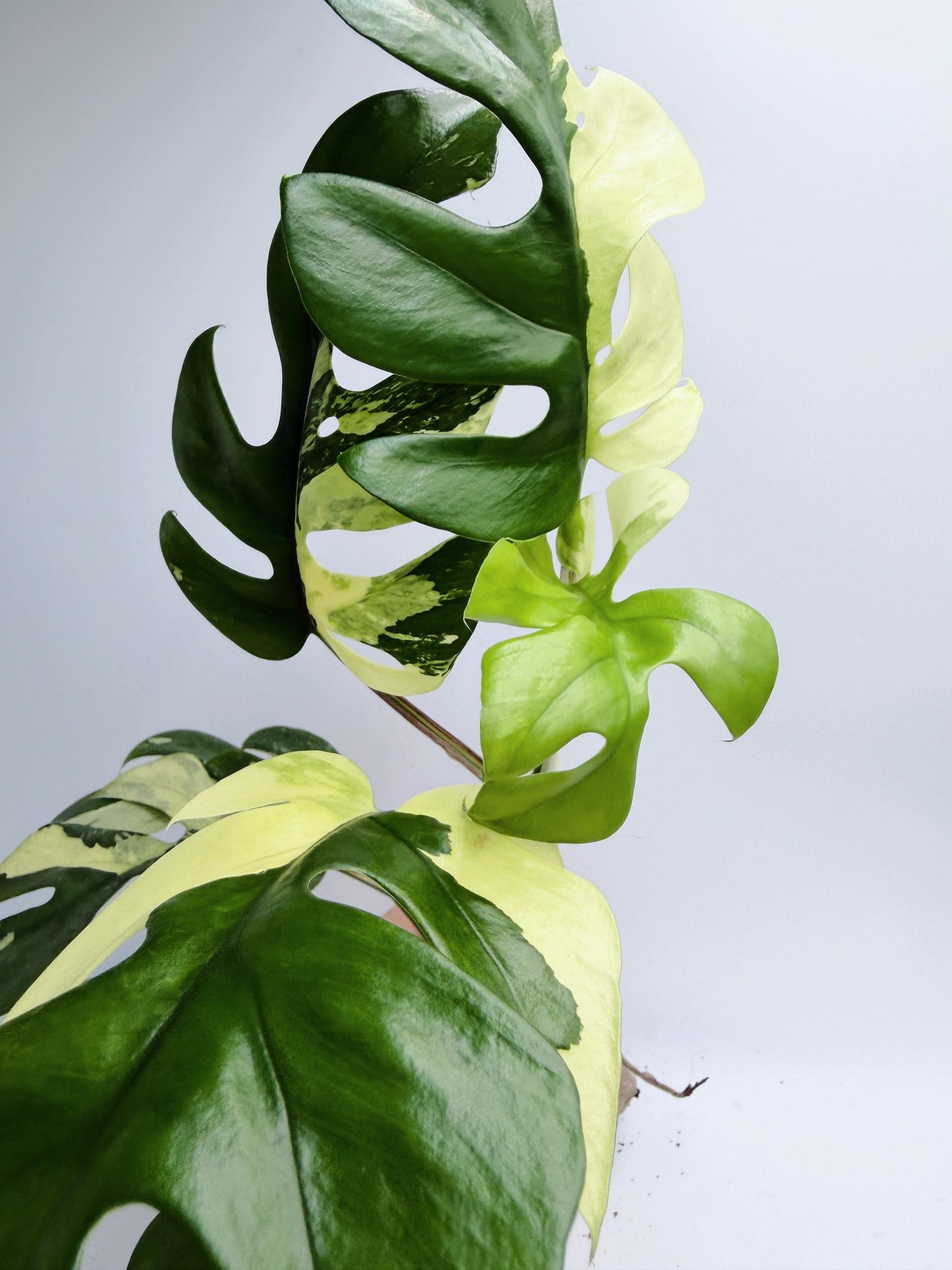 Rhaphidophora Tetrasperma Variegated