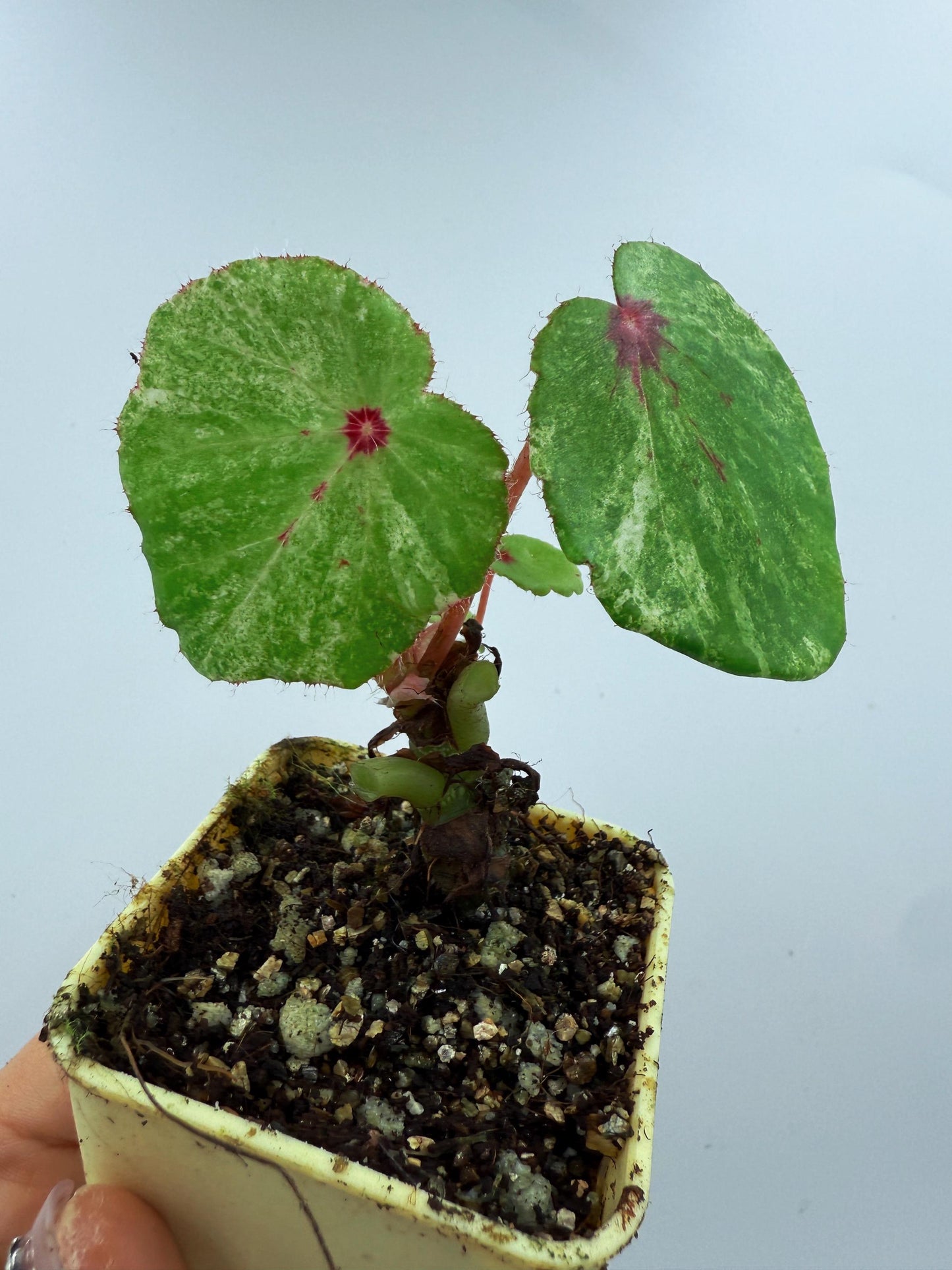 Begonia Rouge Variegated
