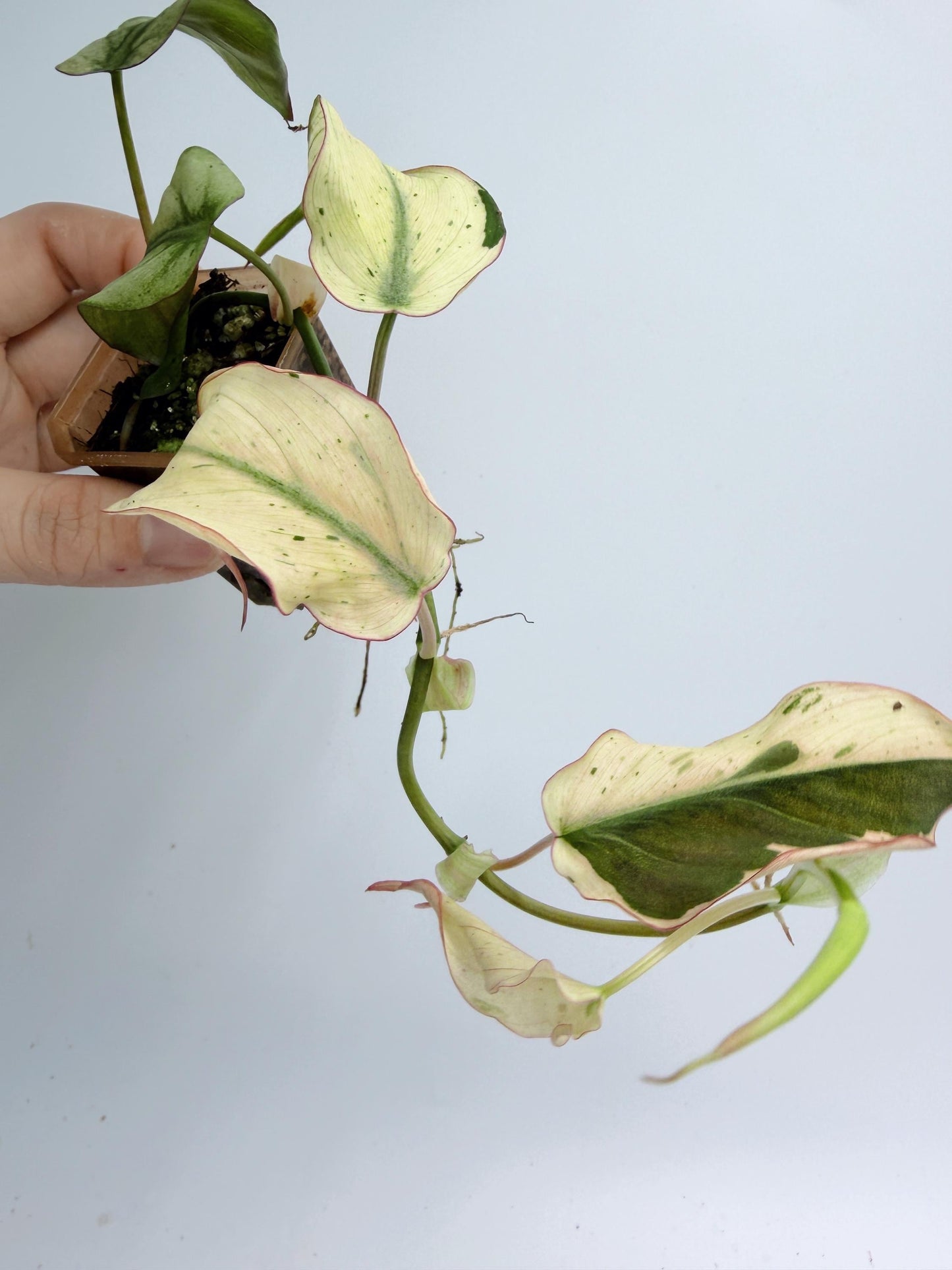 Philodendron Mican Mint Variegated