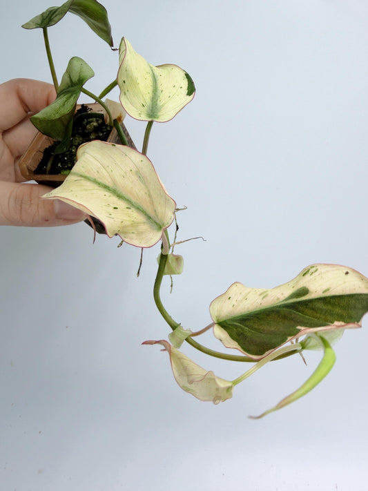 Philodendron Mican Mint Variegated