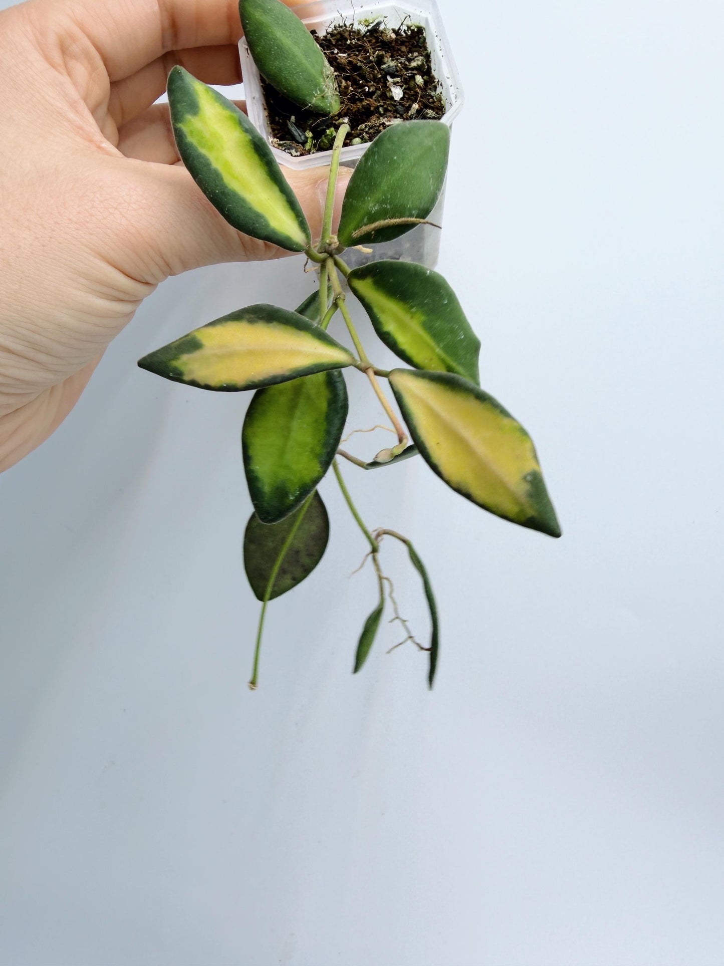 Hoya Burtoniae Variegated