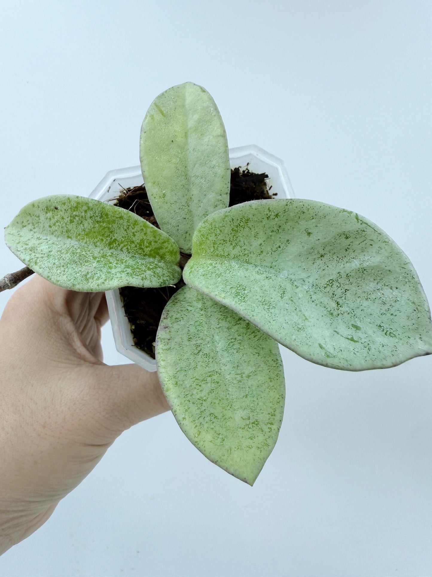 Hoya Nova Ghost