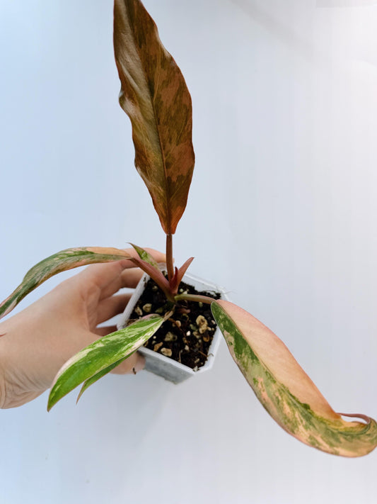 Philodendron Caramel Marble