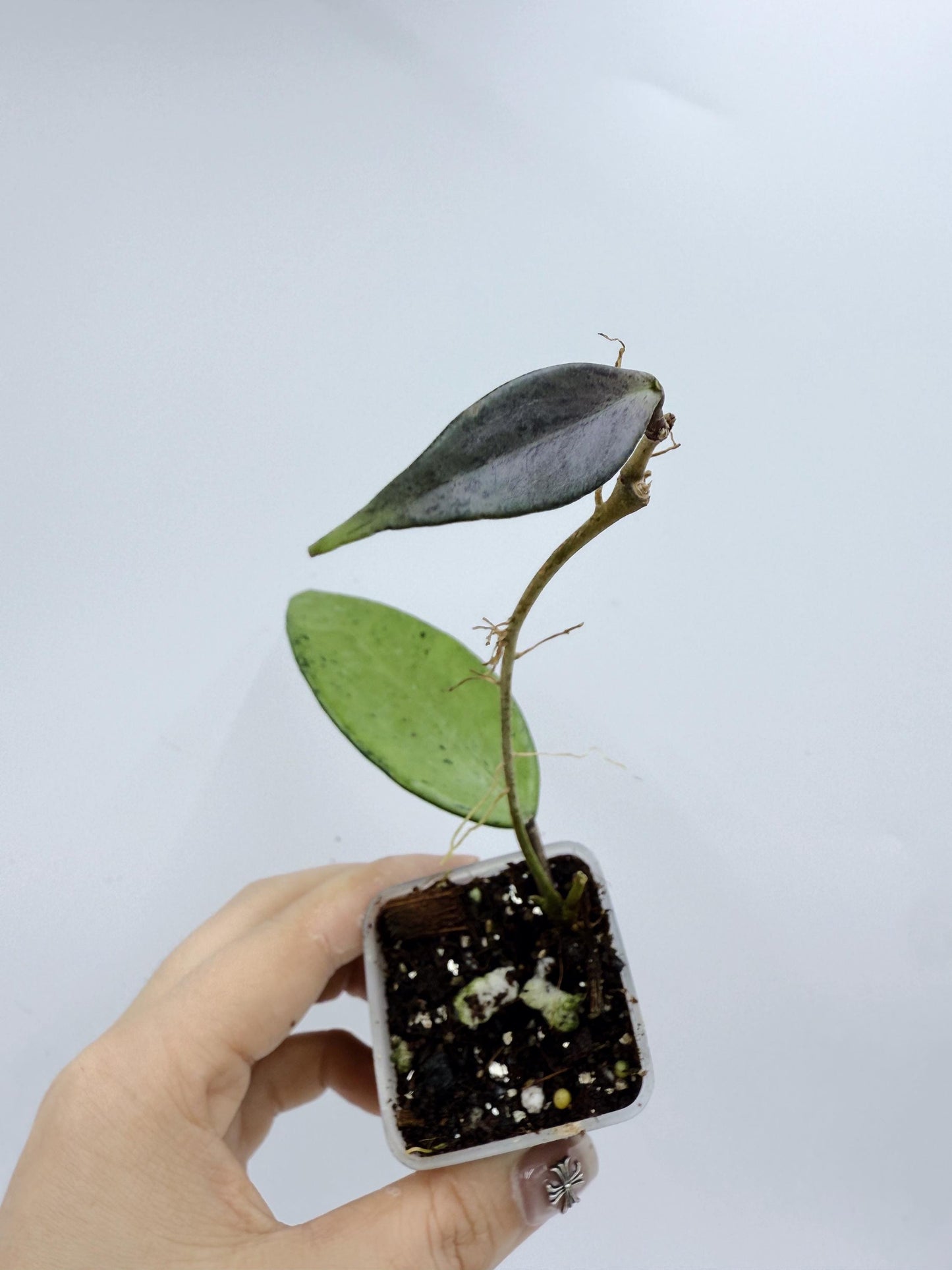 Hoya Snow Cui Silver