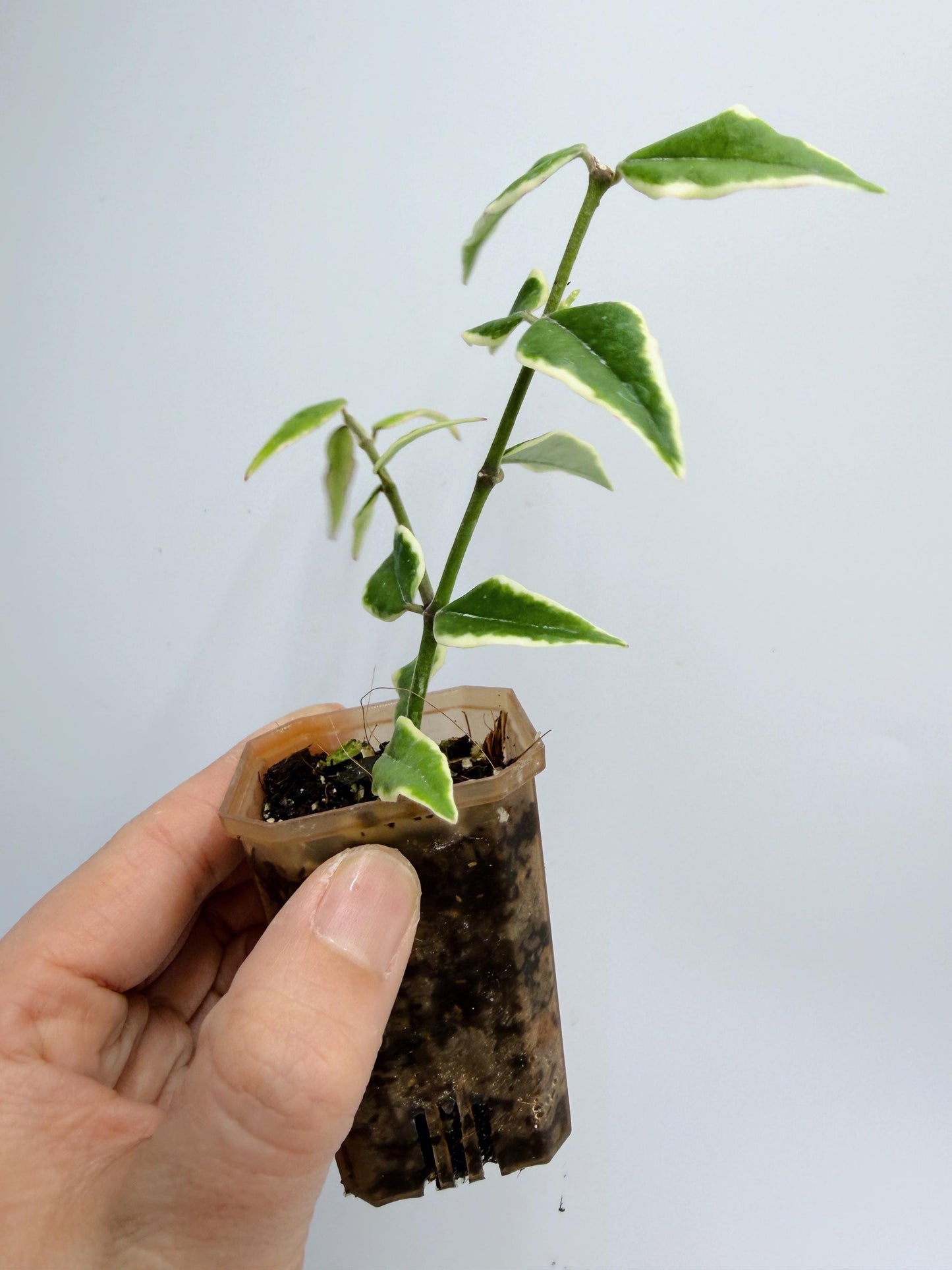 Hoya Bella Outer Variegated