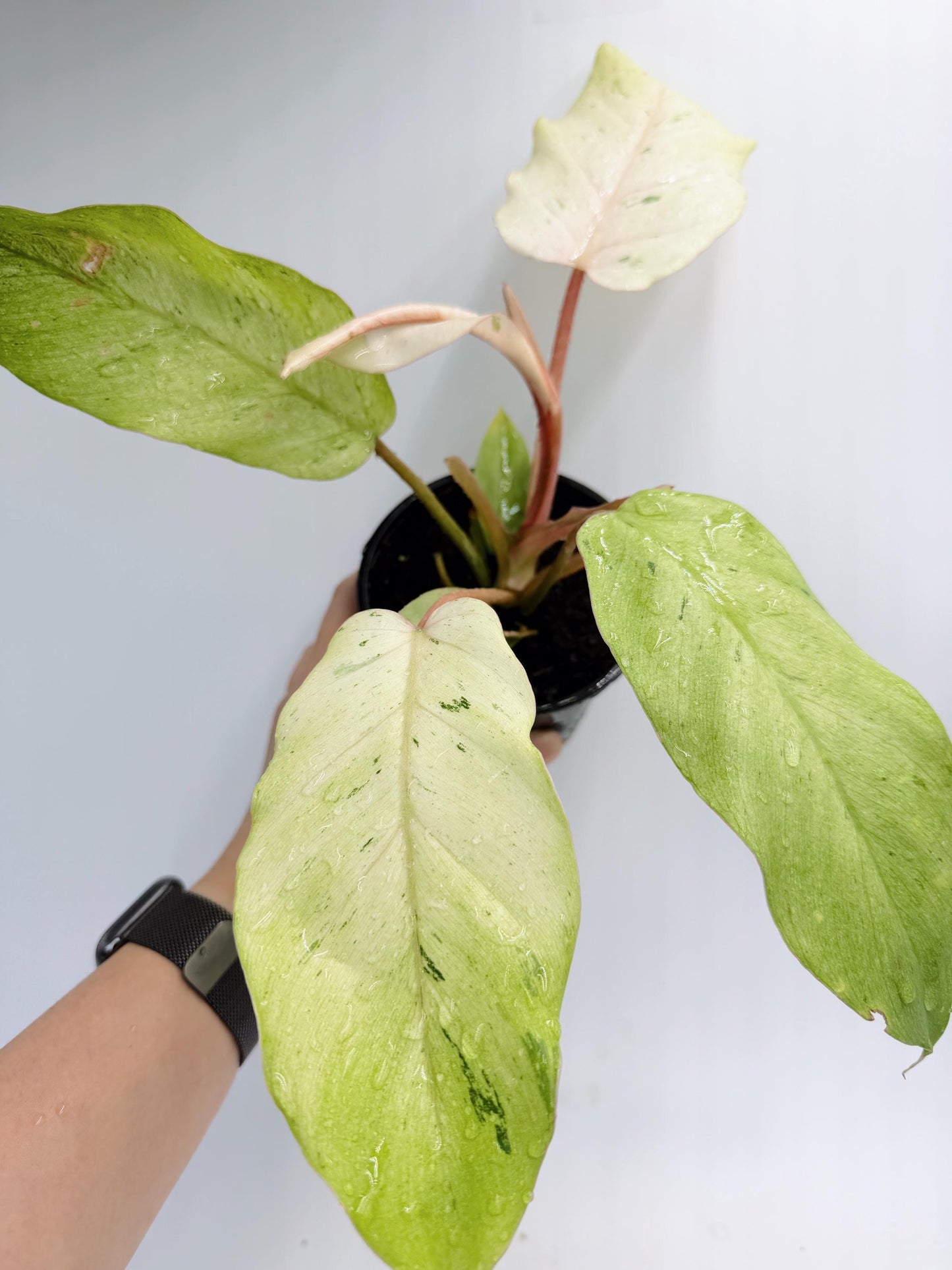 Philodendron Snow Drift
