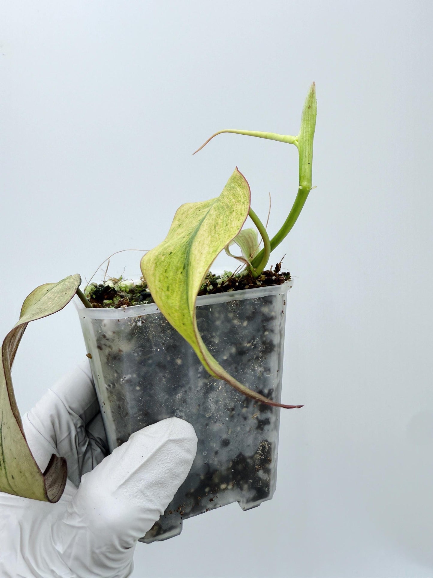 Philodendron Mican Mint Variegated