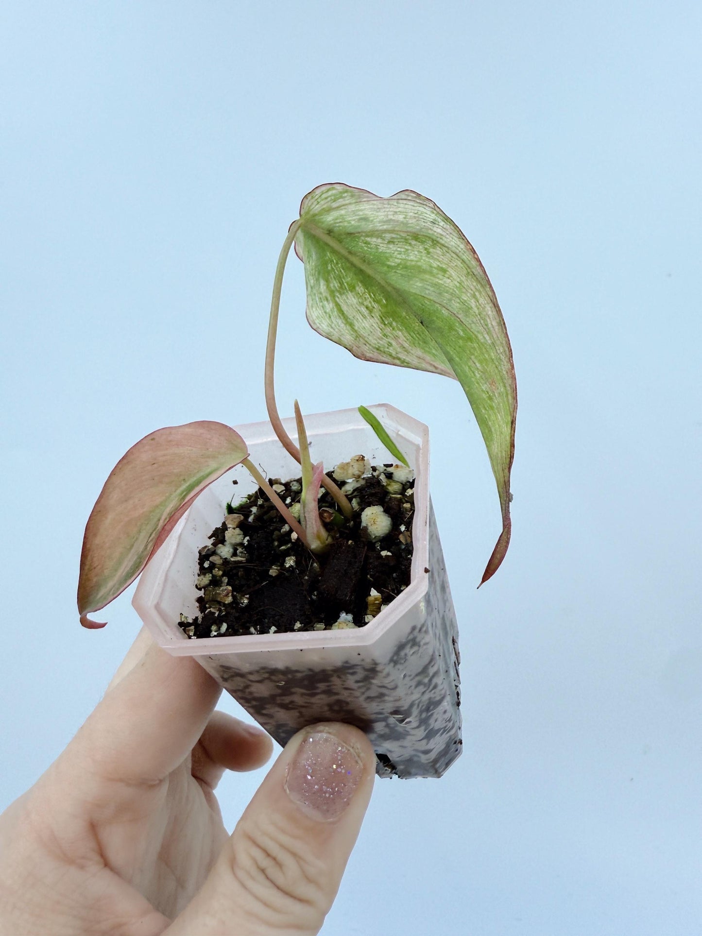 Philodendron Mican Mint Variegated