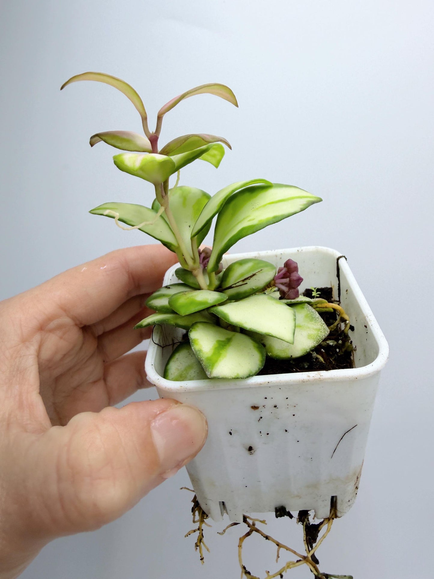 Hoya Heuschkeliana Variegated