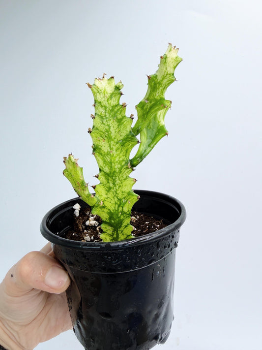 Euphorbia Trigona Variegated