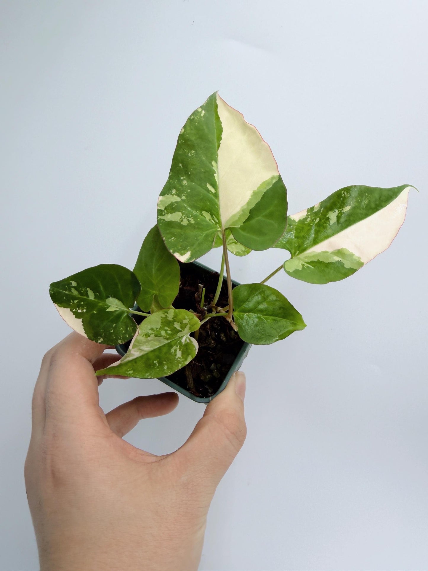 Fallopia Multiflora Variegated