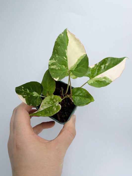 Fallopia Multiflora Variegated