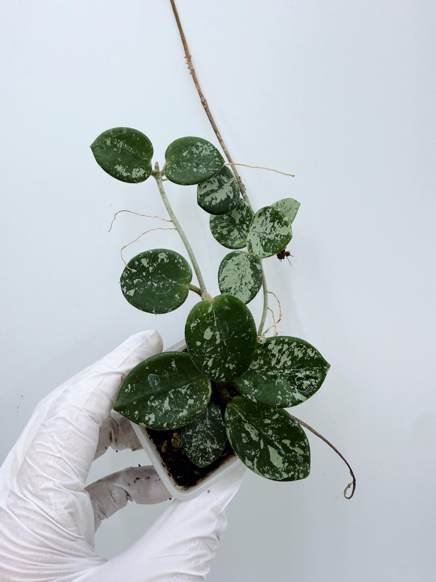 Hoya Mathilde Splash