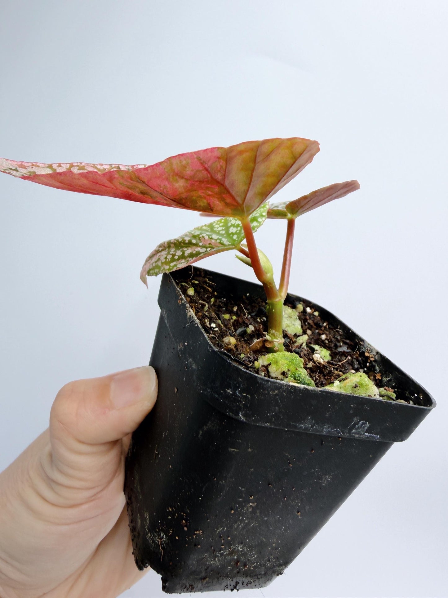 Begonia Snow Capped Variegated