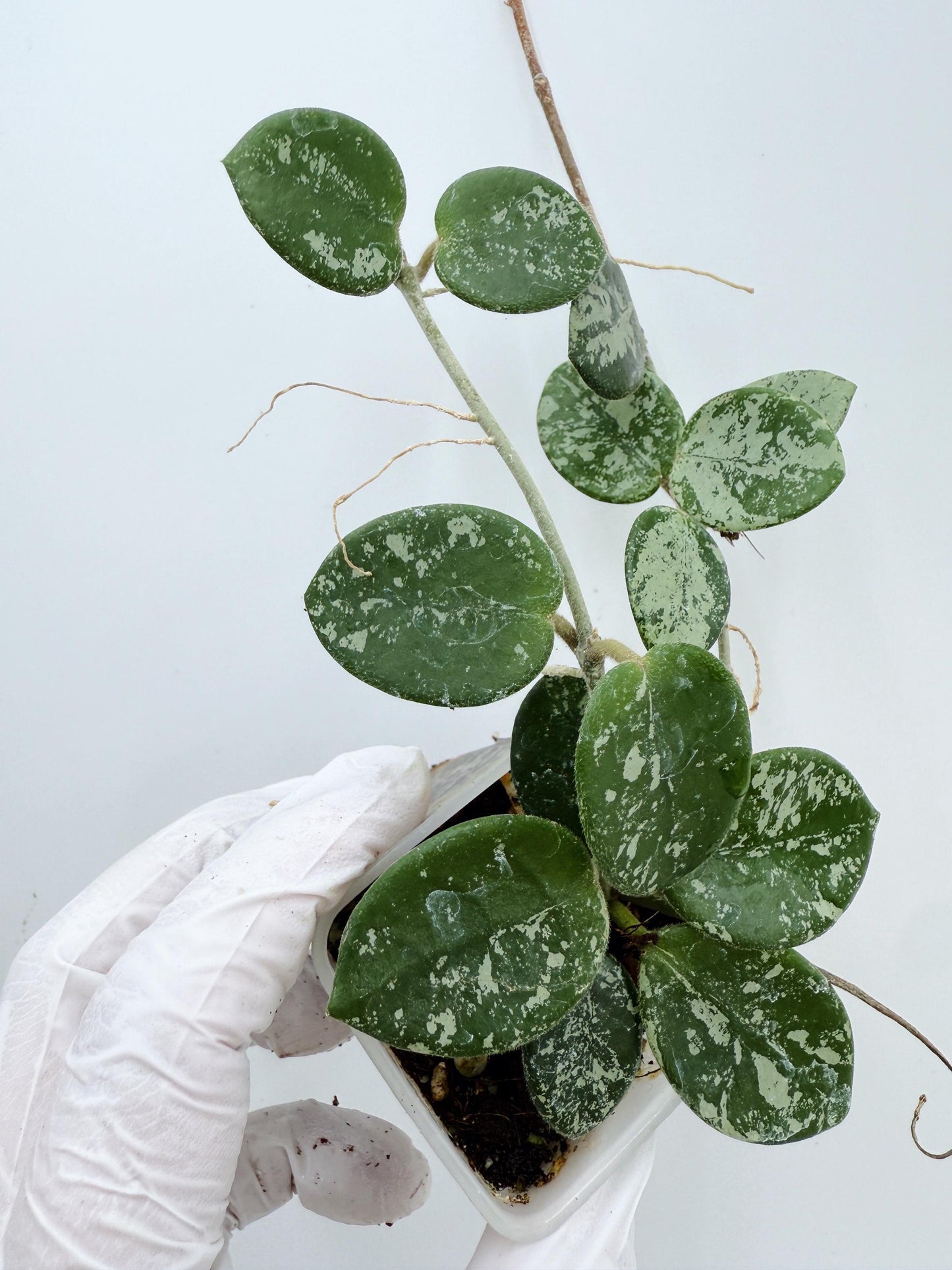 Hoya Mathilde Splash