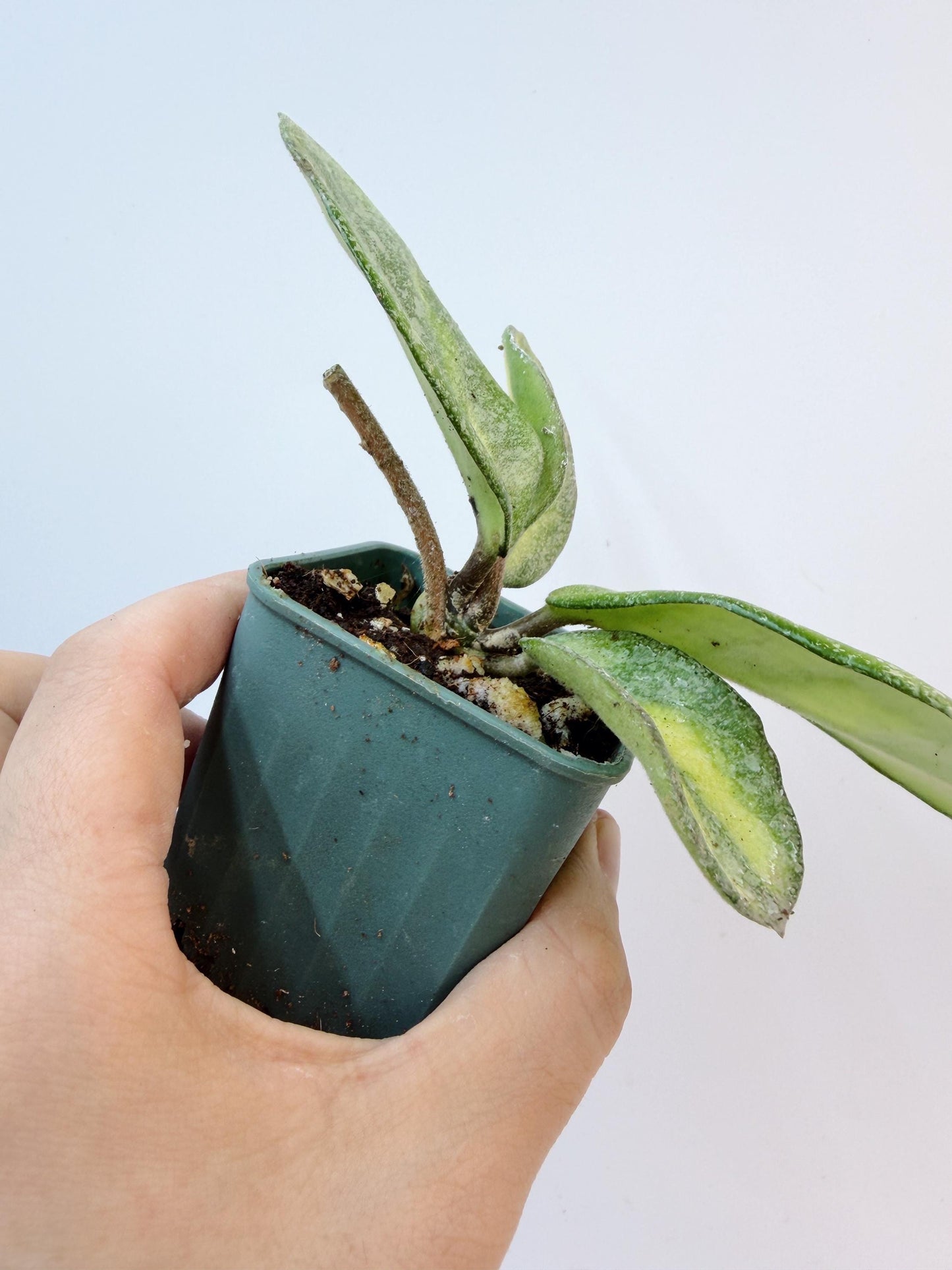 Hoya Argentea Princess