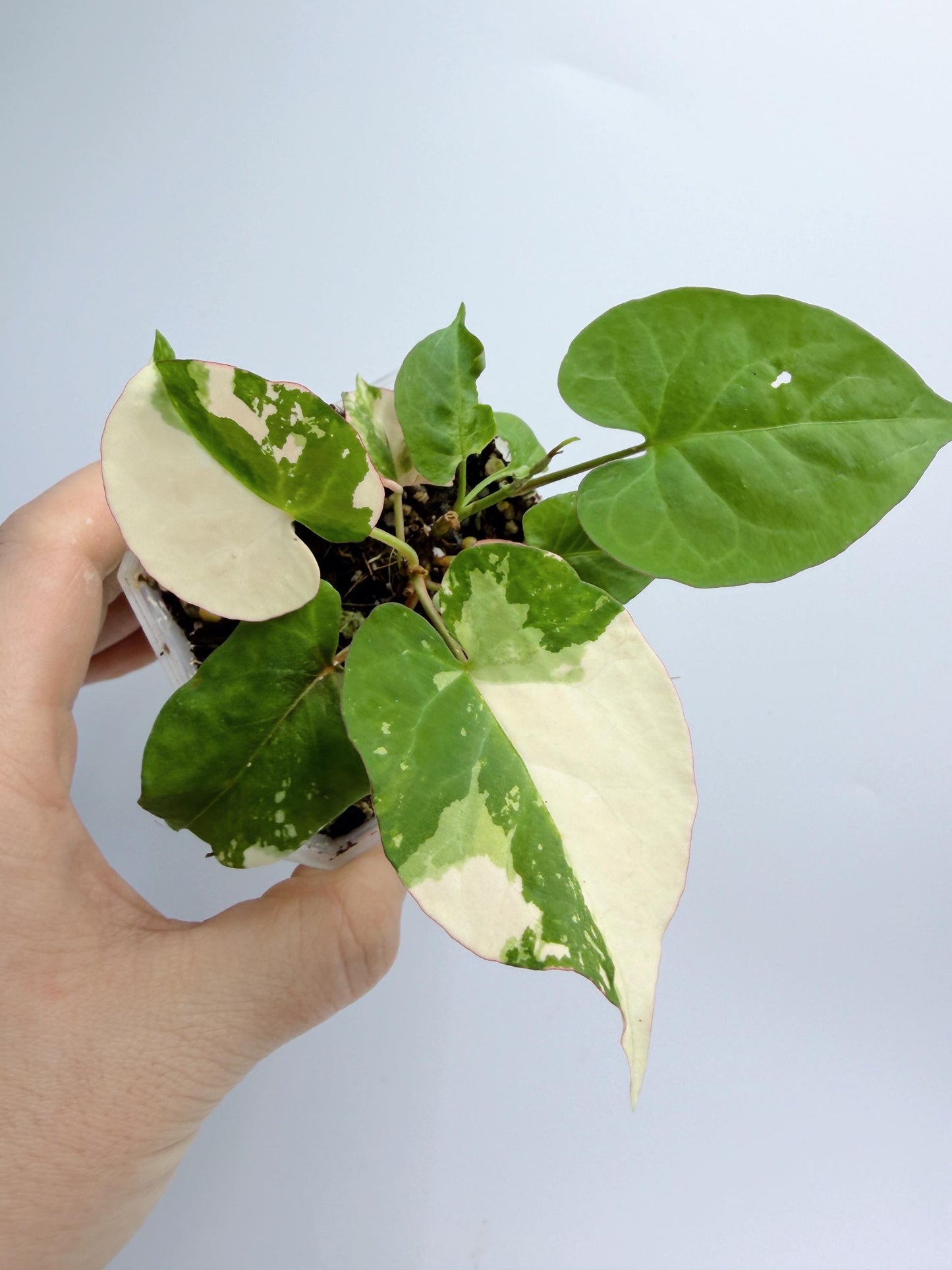 Fallopia Multiflora Variegated