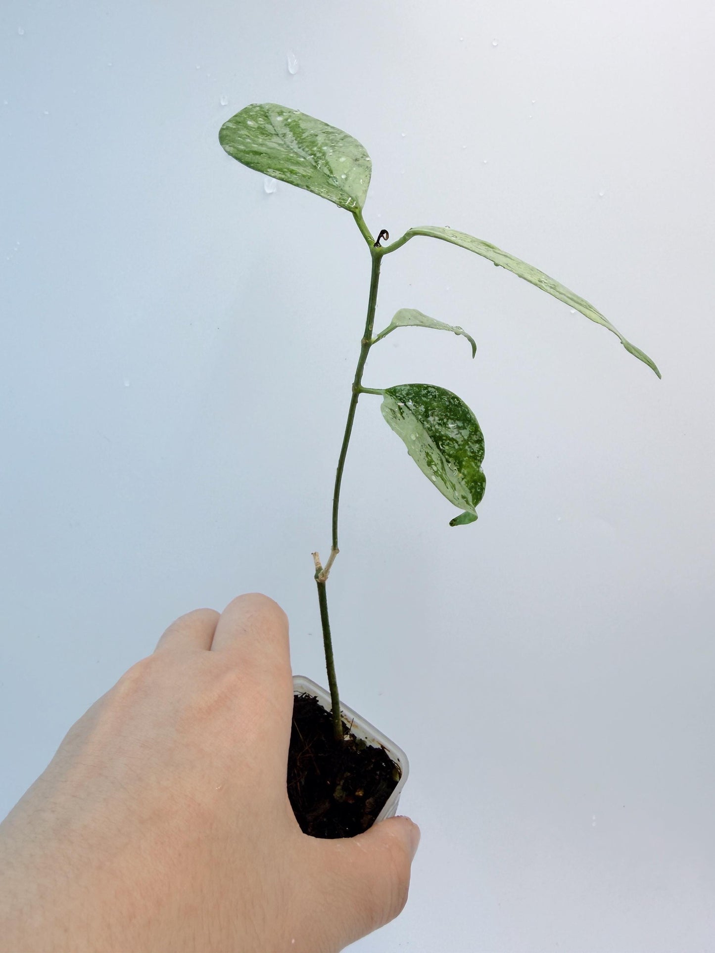 Hoya Coriacea Silver