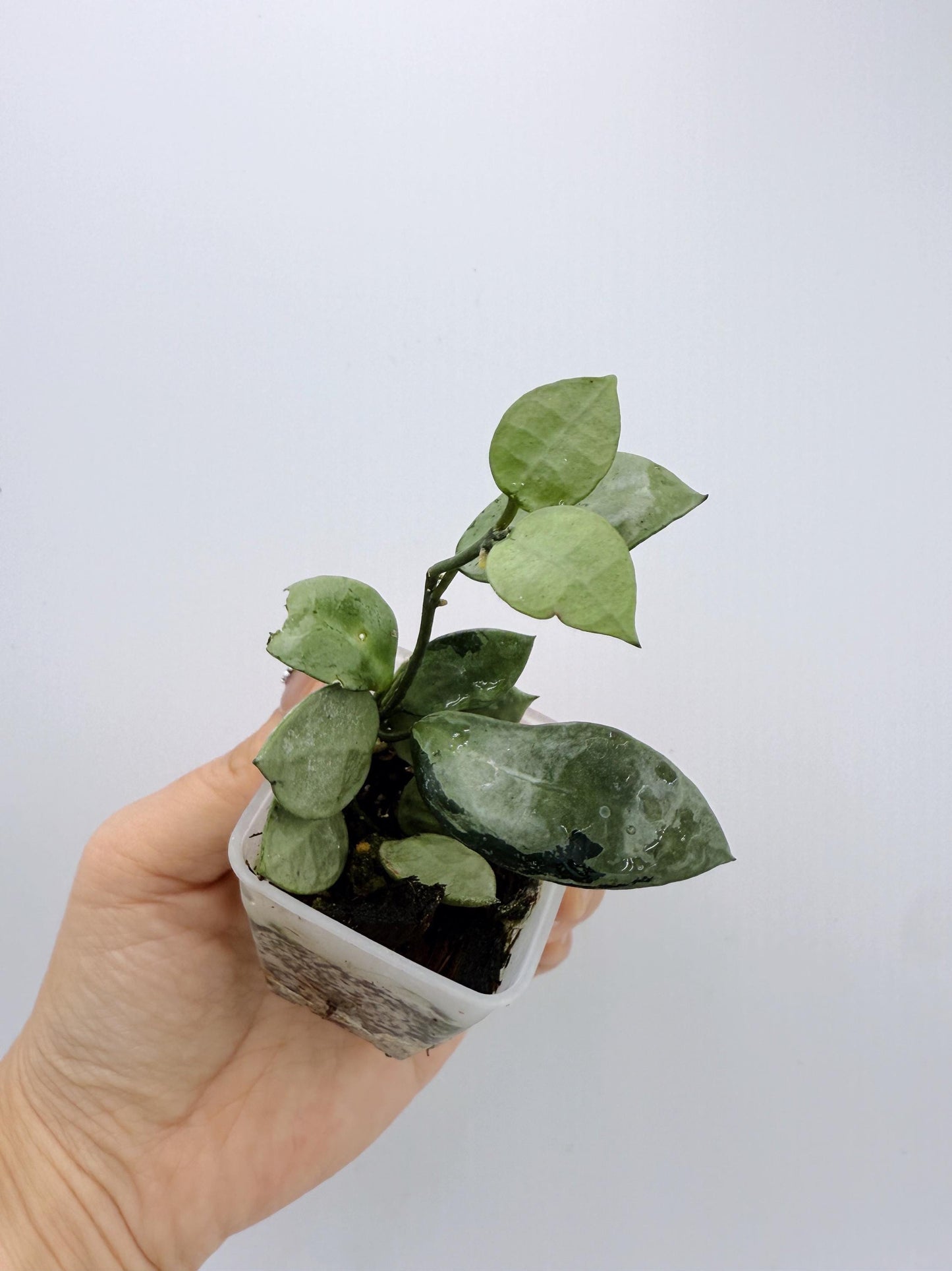 Hoya Lacunosa Silver Mint Coin