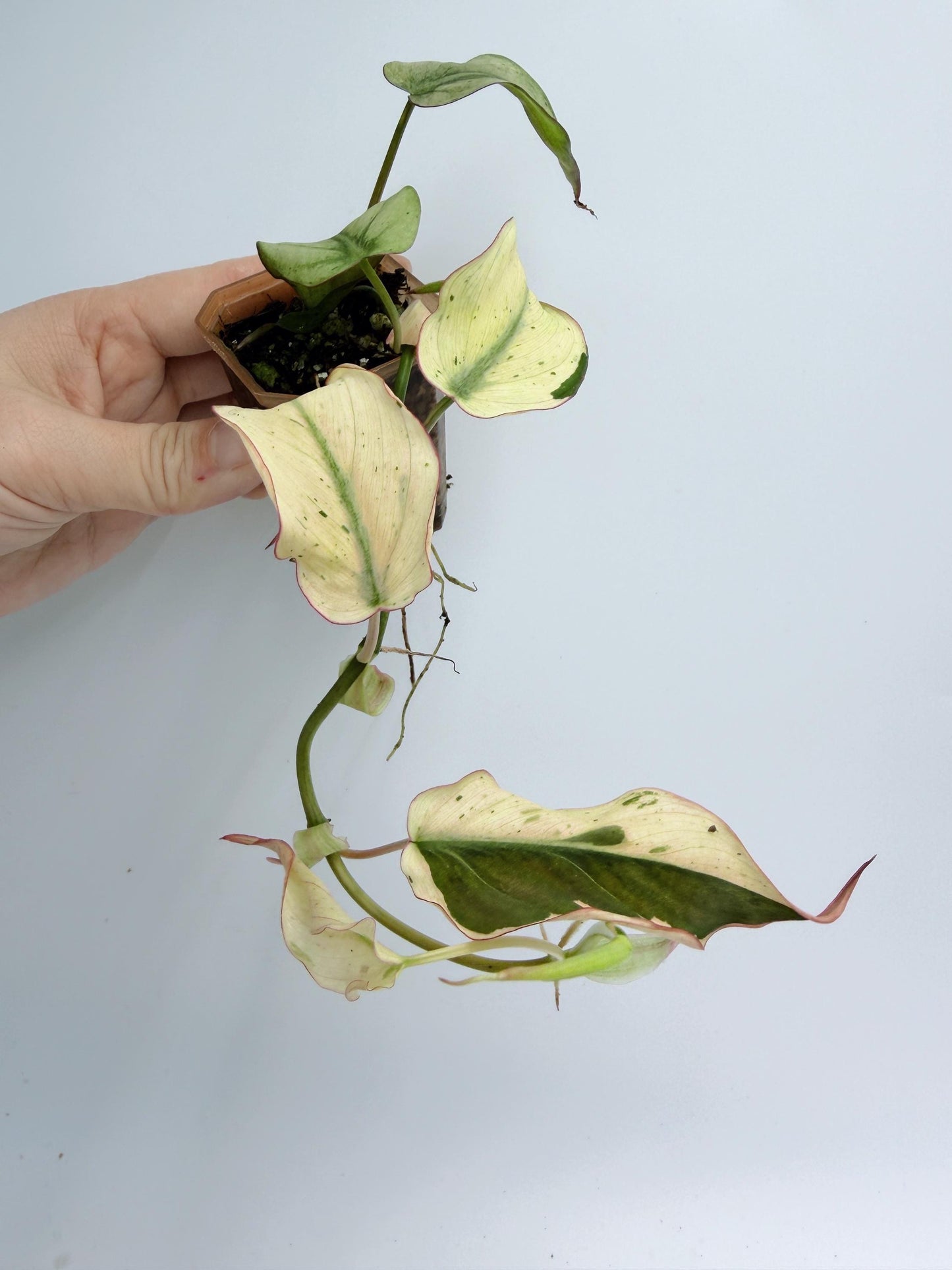 Philodendron Mican Mint Variegated