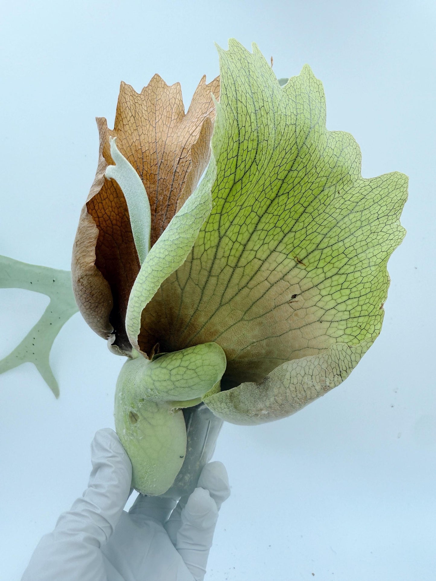 Platycerium Bifurcatum sp.White