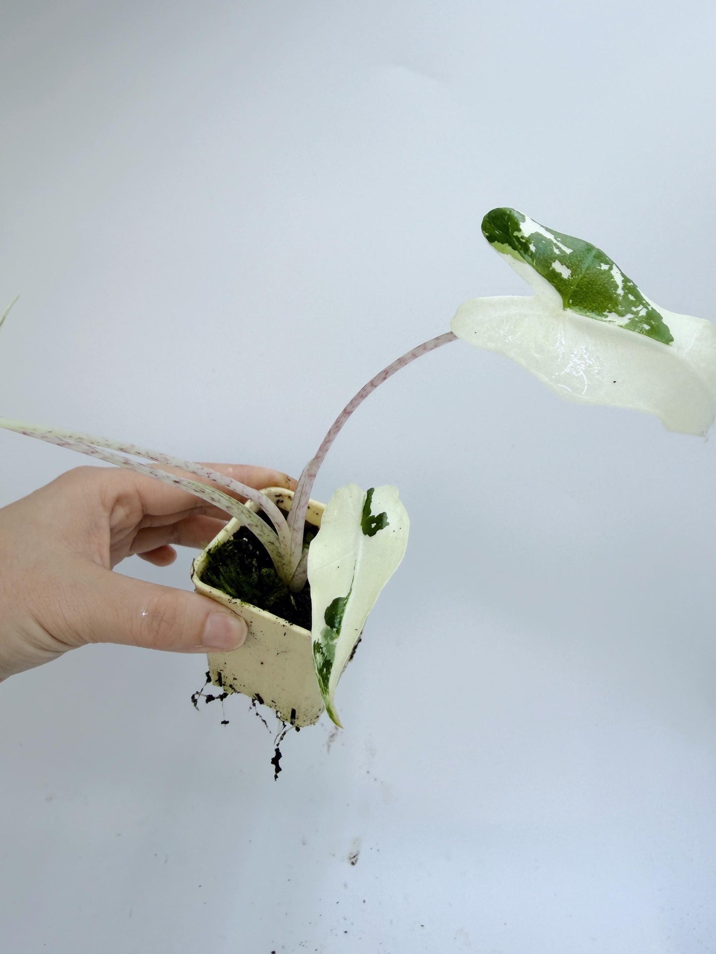 Alocasia Sarian Albo