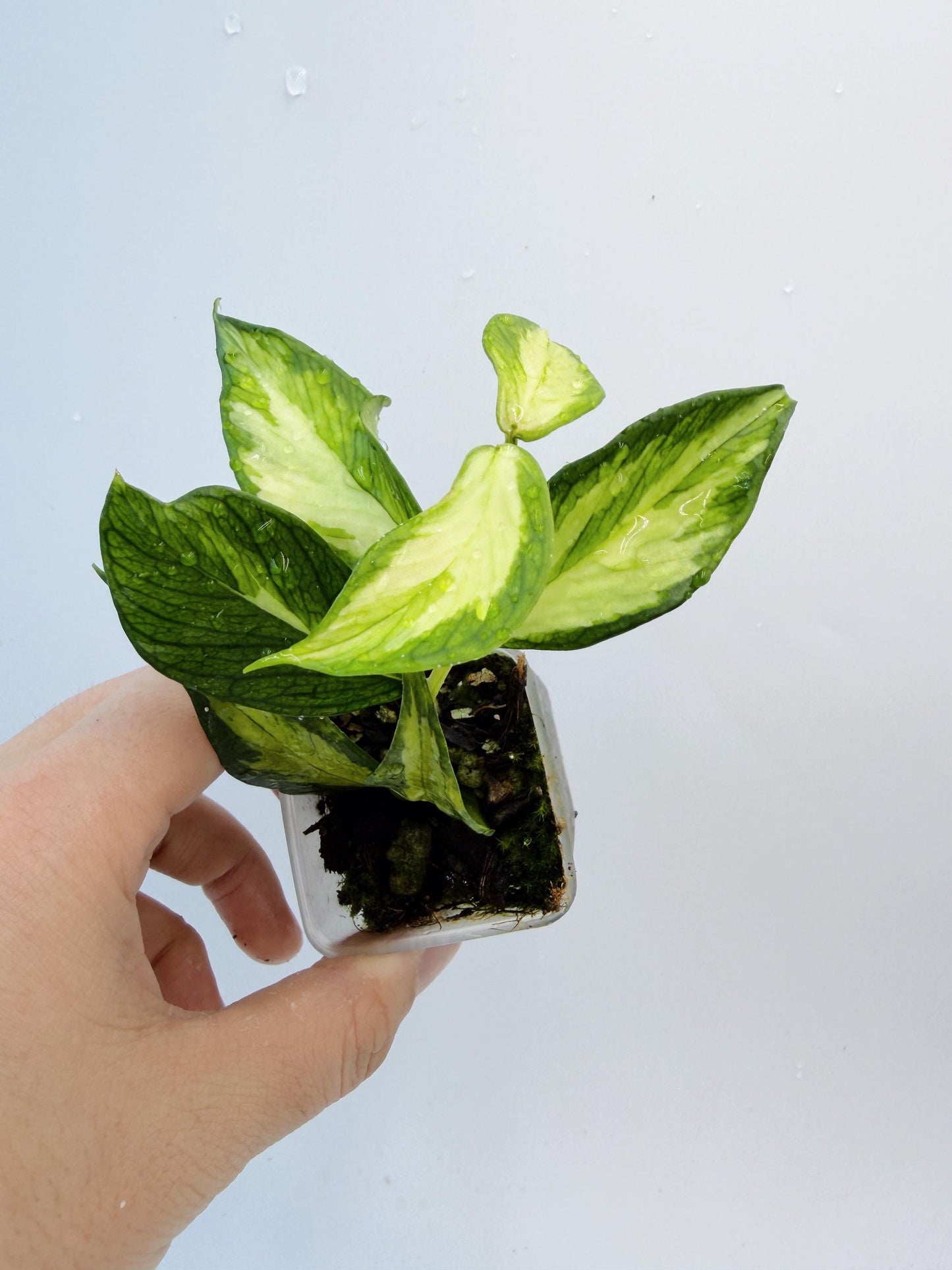 Hoya Polyneura Inner Variegated