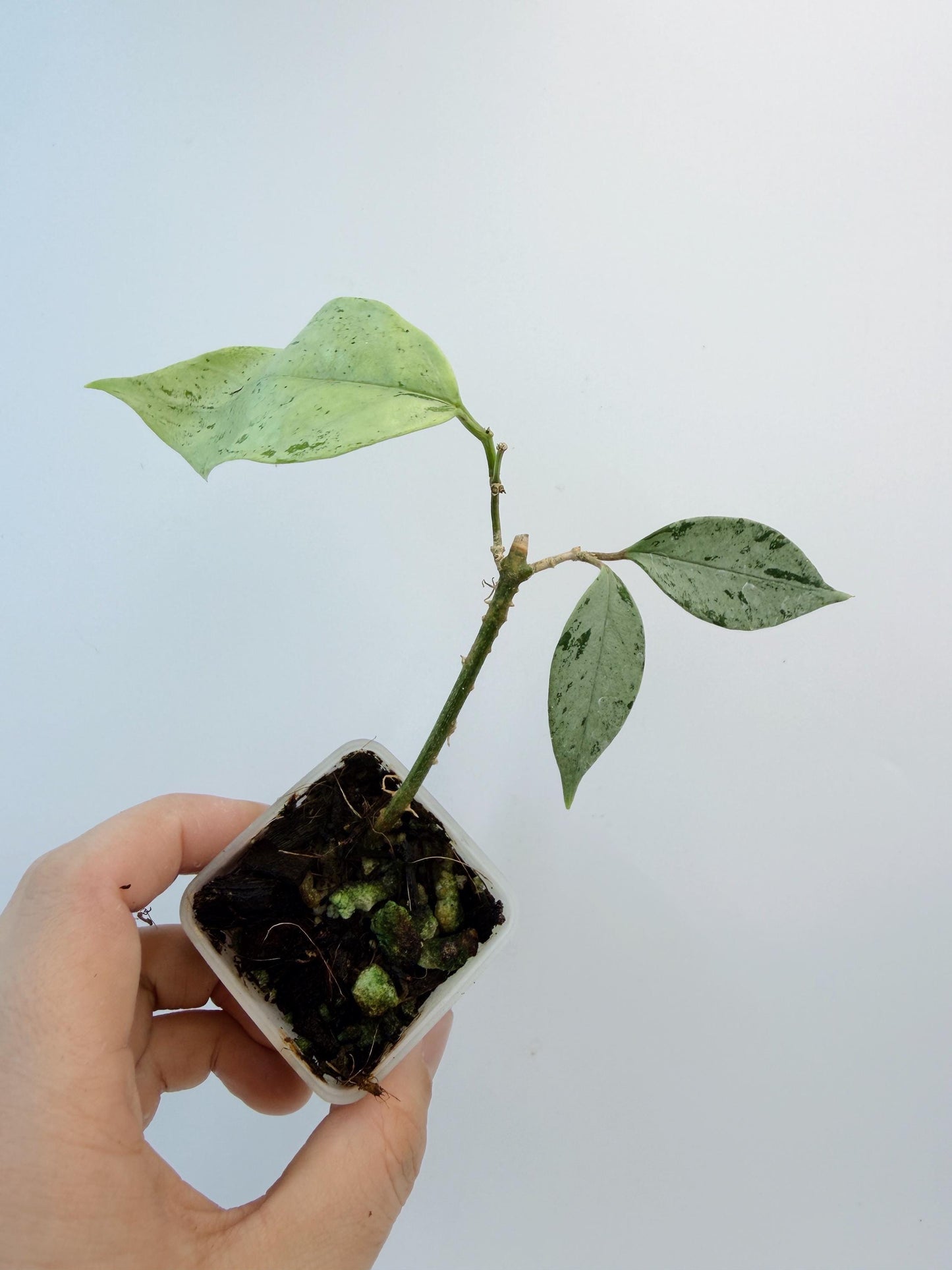 Hoya Coriacea Silver