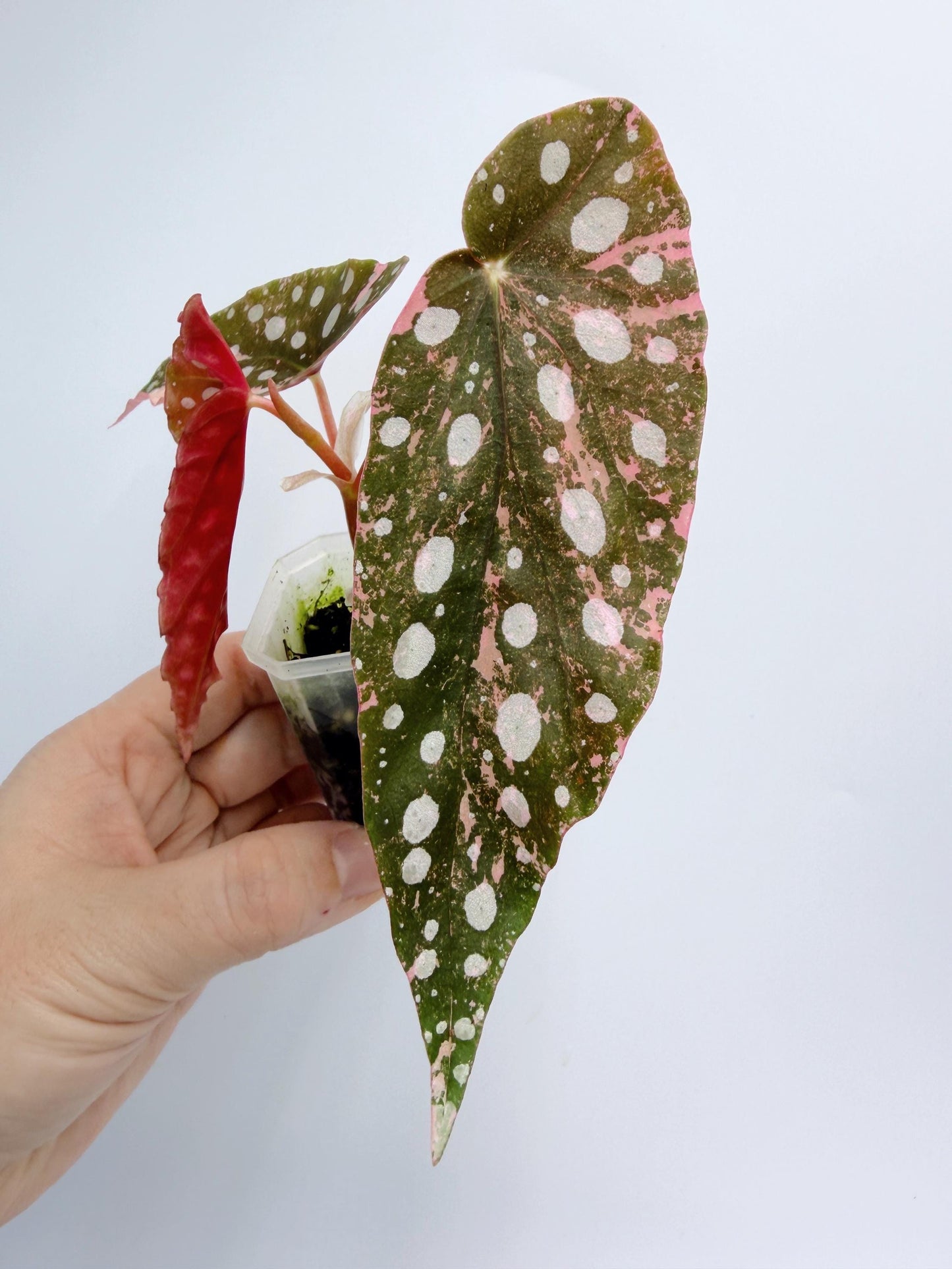 Begonia Maculata Pink Variegated