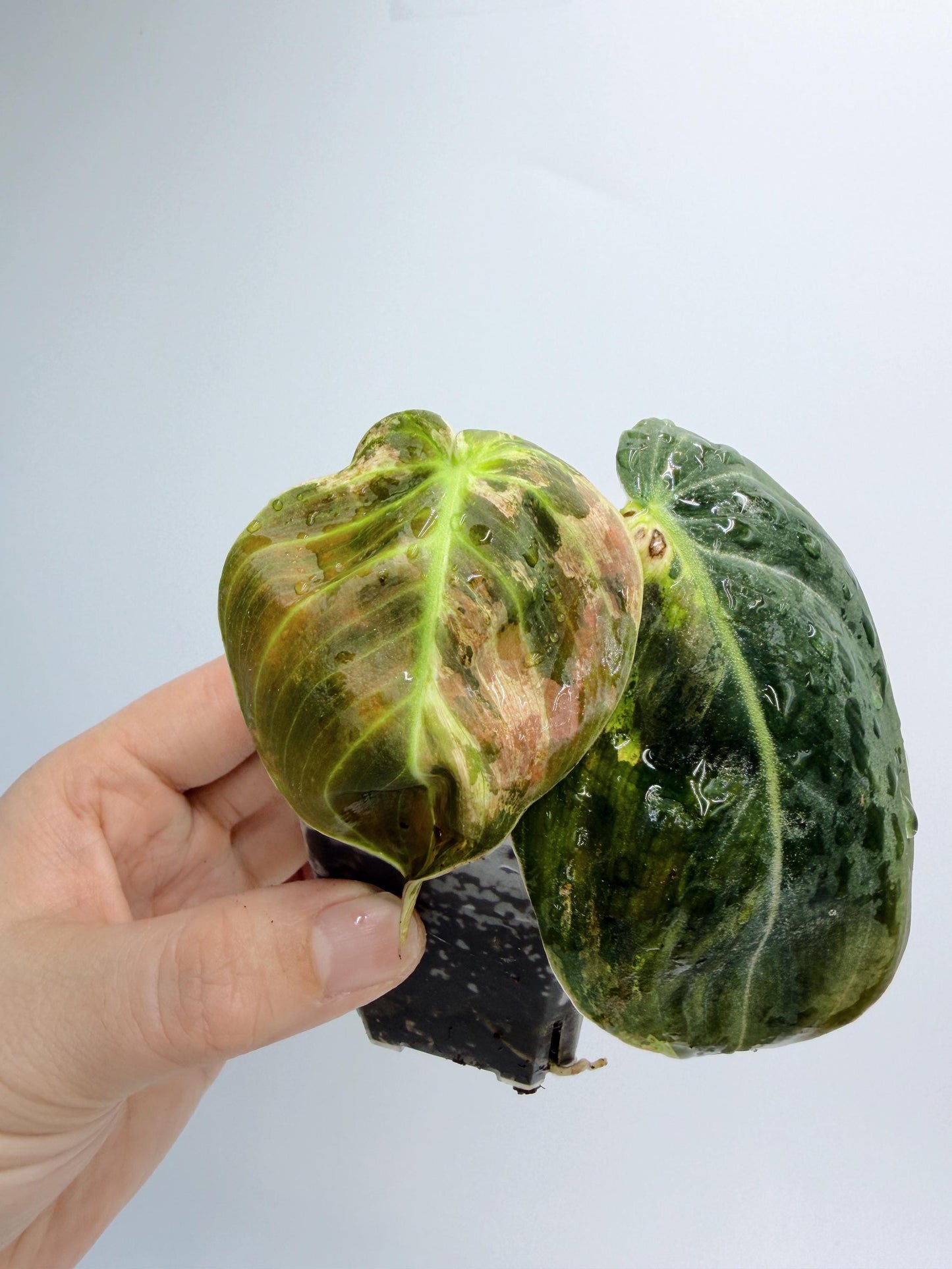 Philodendron Melanochrysum Variegated