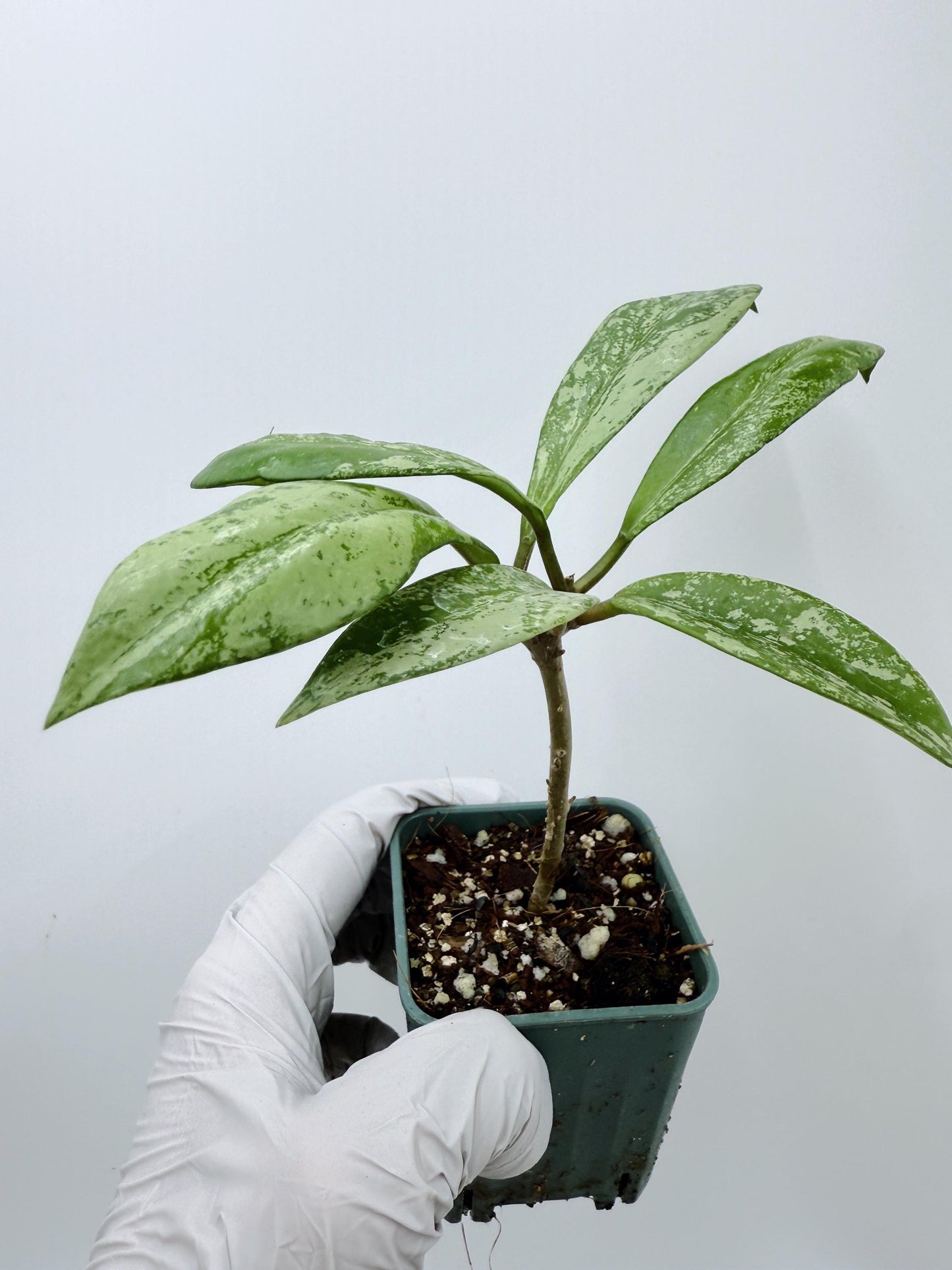 Hoya Pubicalyx Pink Silver Ghost