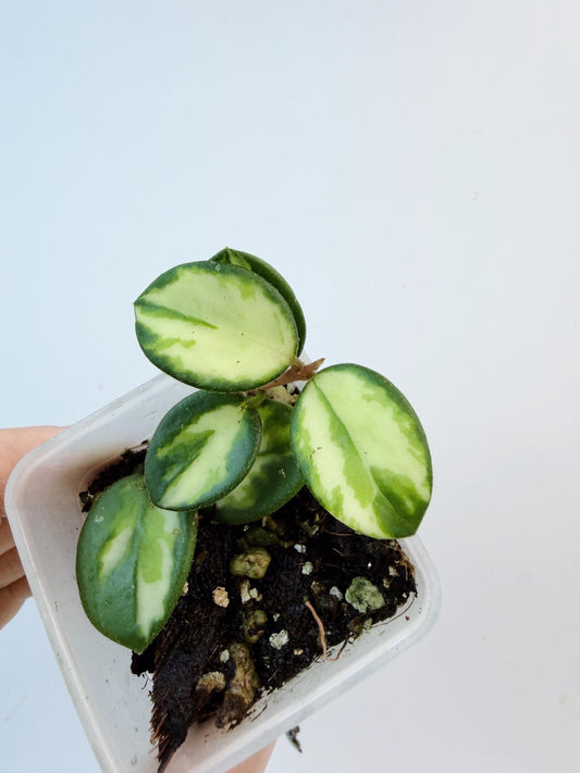 Hoya Mathilde Inner Variegated