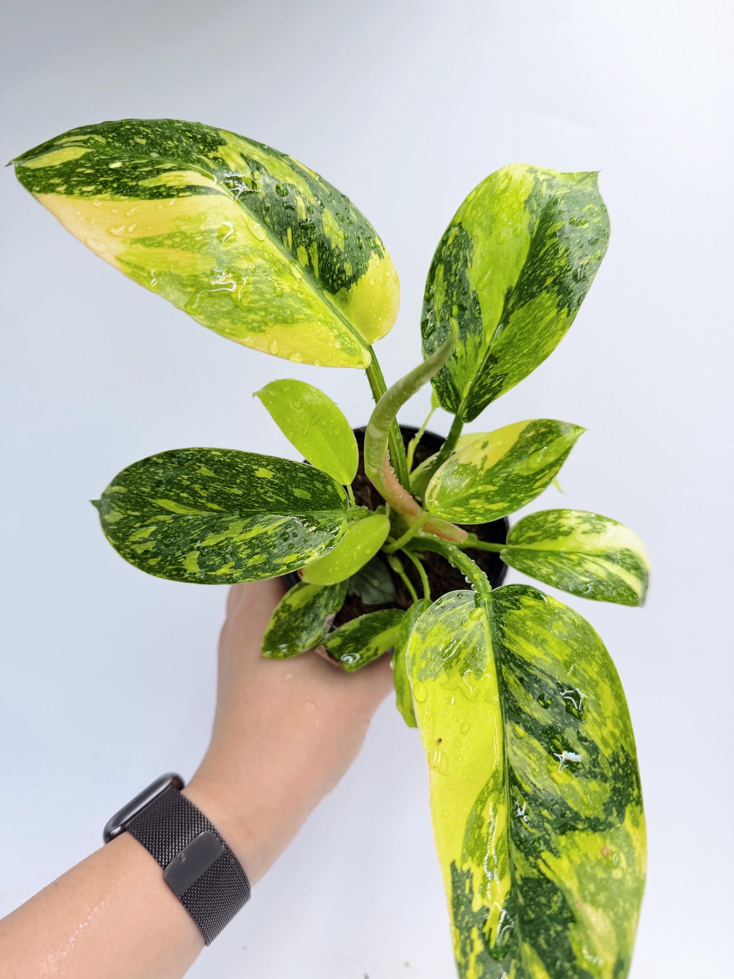 Philodendron Green Congo Nuclear