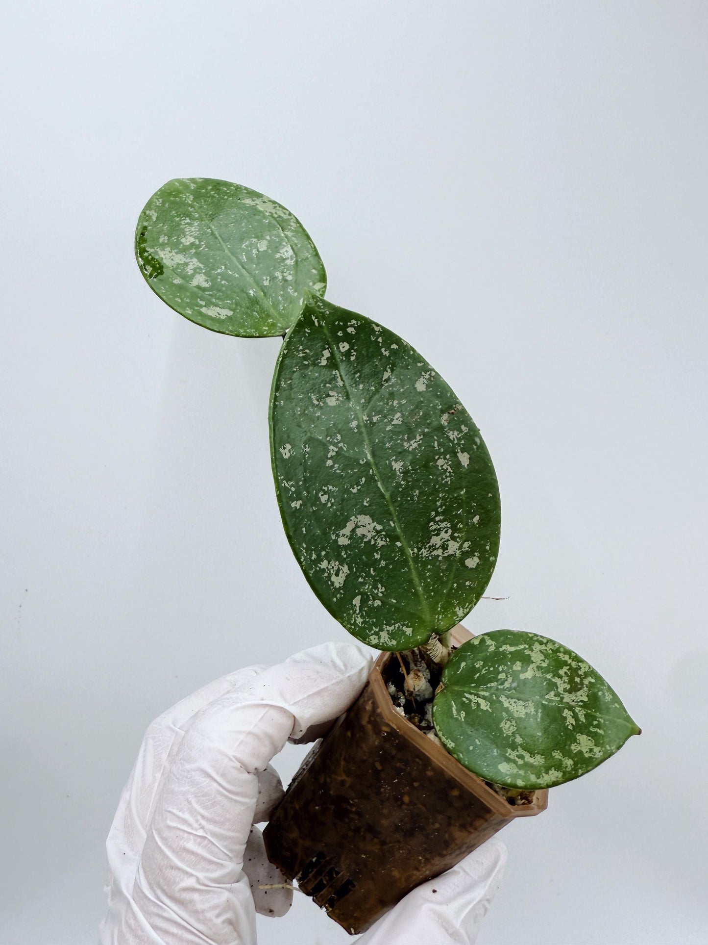 Hoya Verticillata Heart Leaves Splash