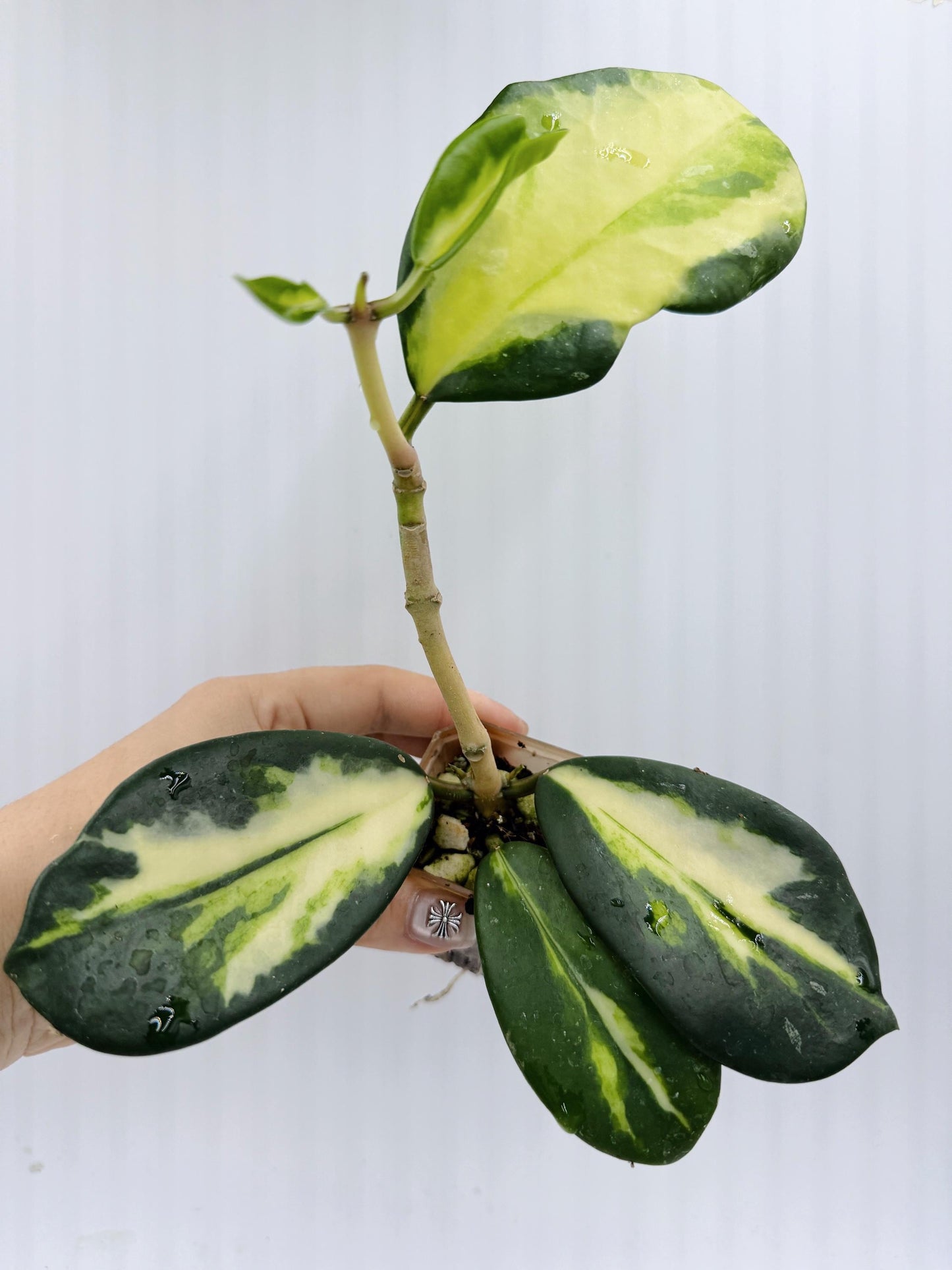 Hoya Diversifolia Maharani Variegata