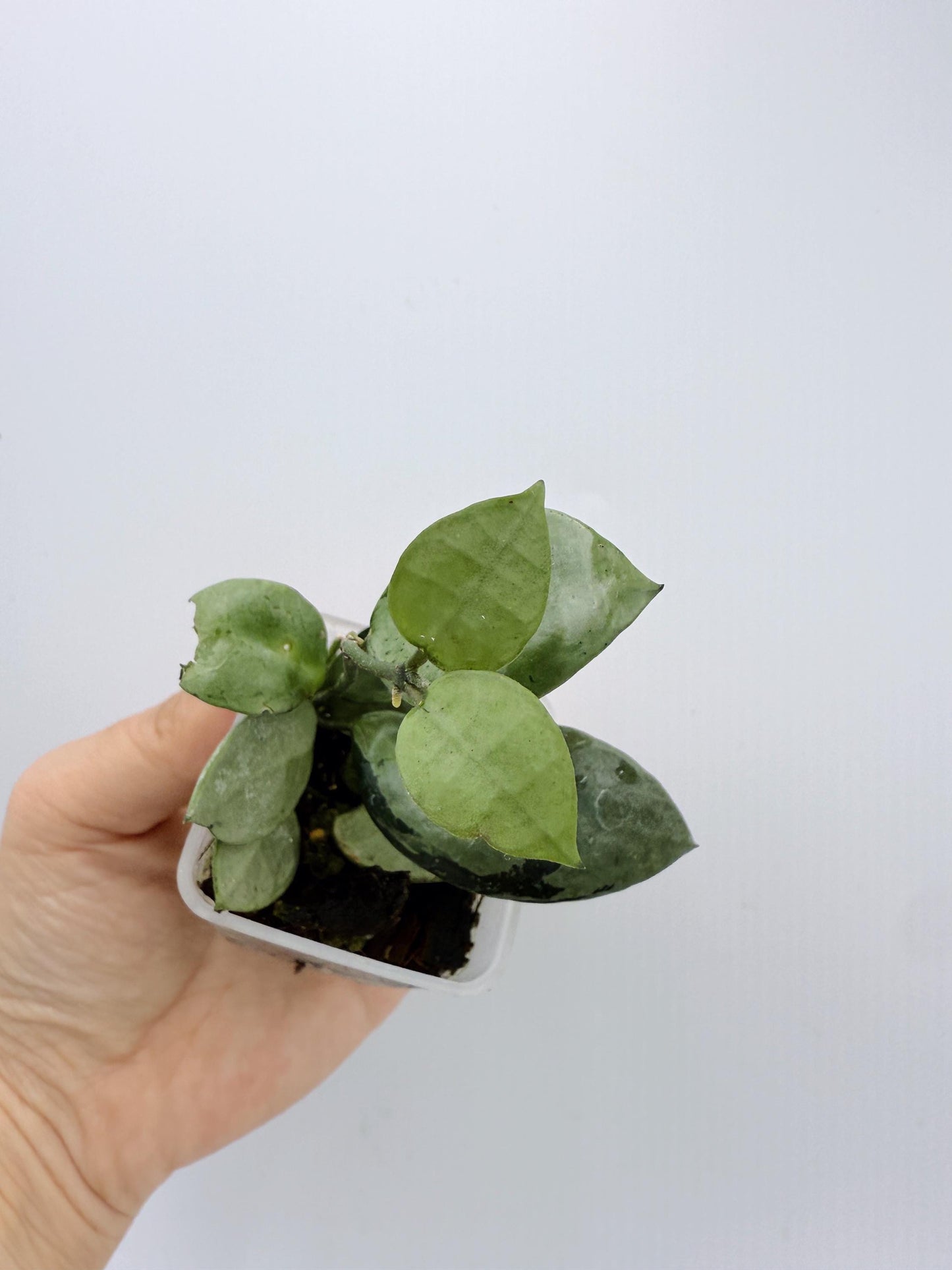 Hoya Lacunosa Silver Mint Coin