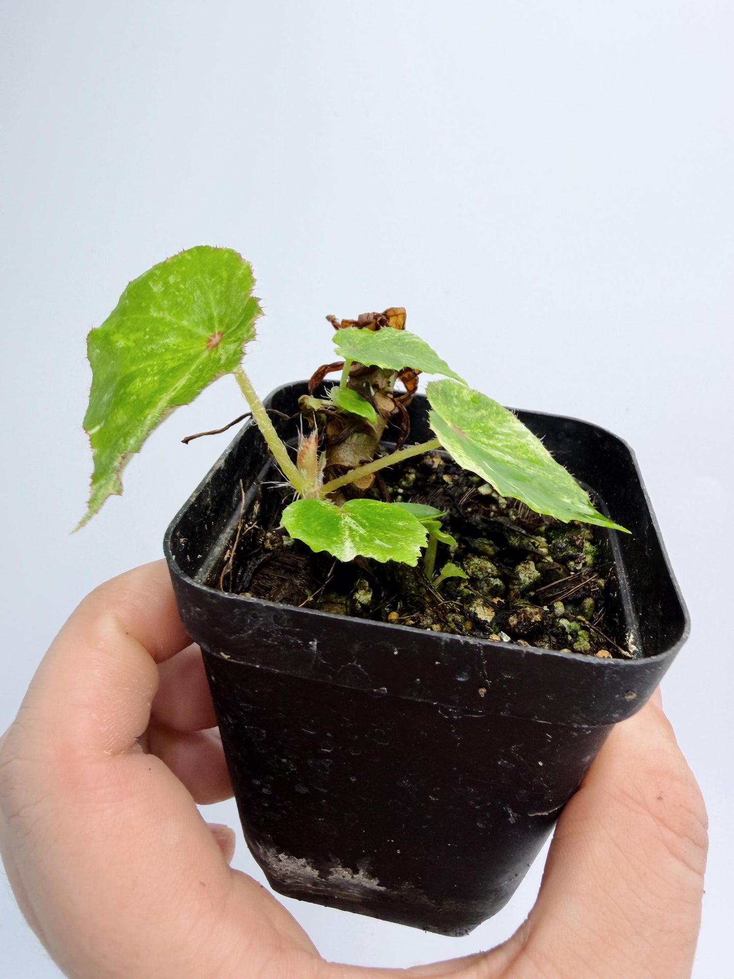 Begonia Rouge Variegated